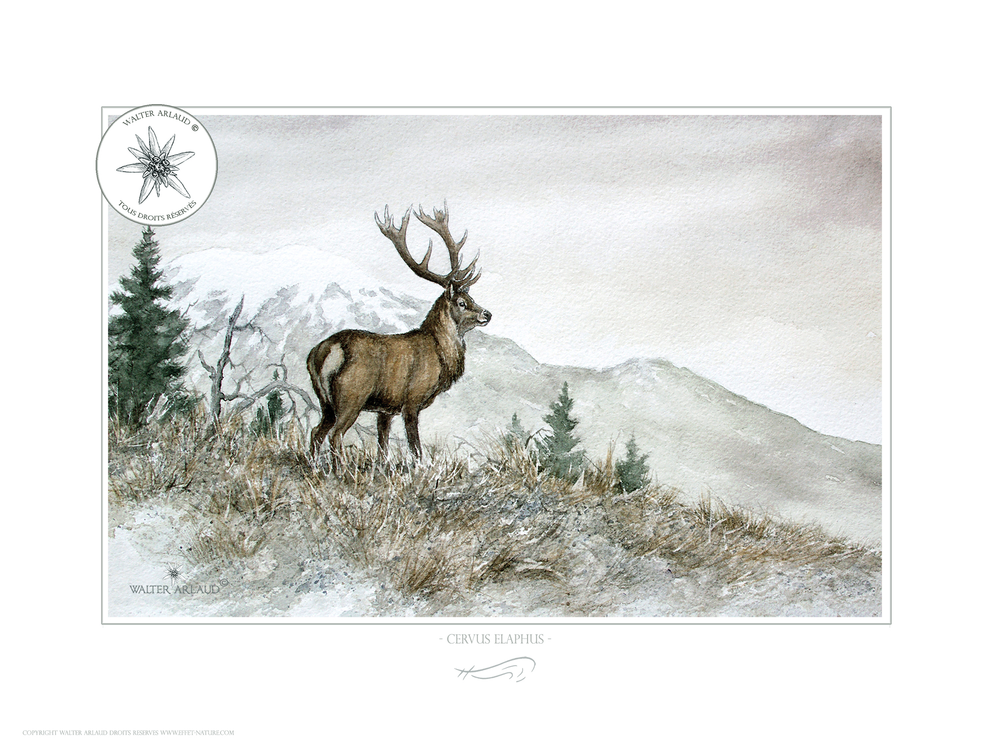Cerf de montagne