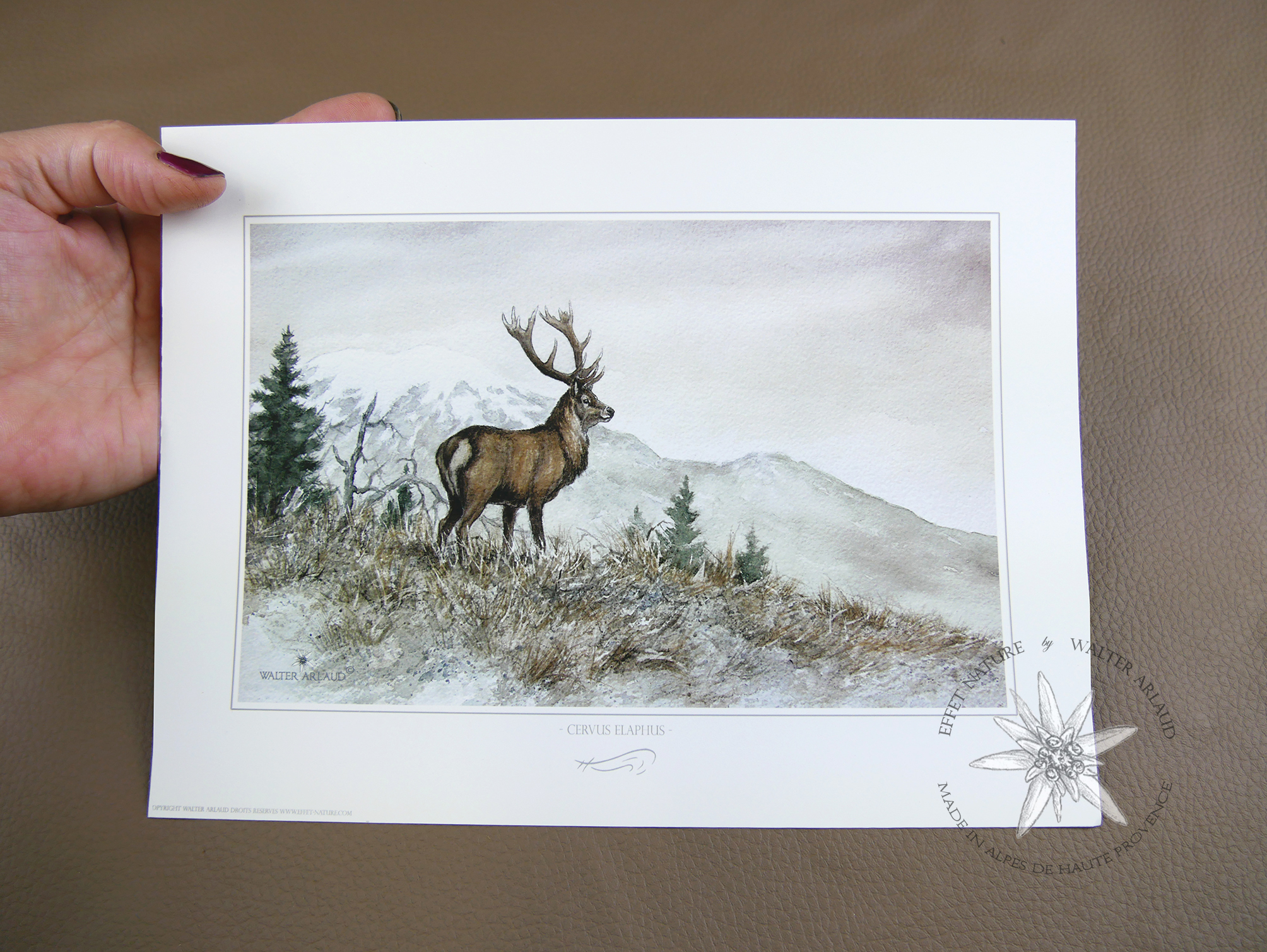 Cerf de montagne