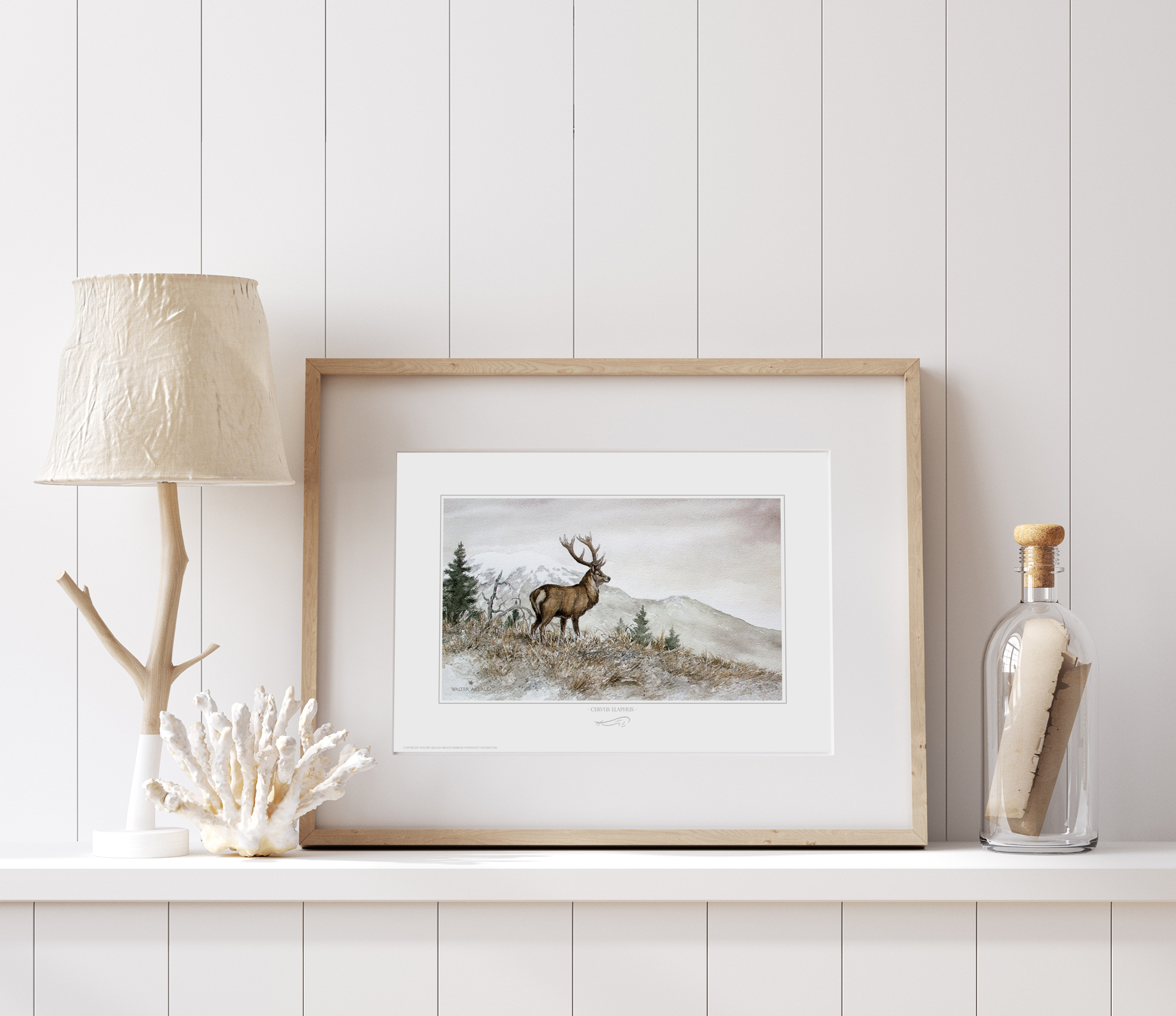 Cerf de montagne