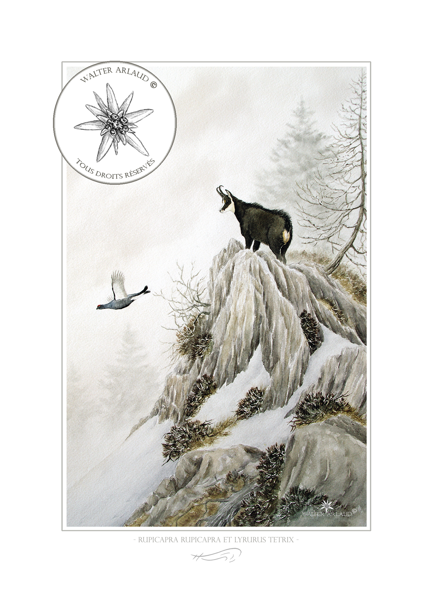 Chamois et Tétras lyre