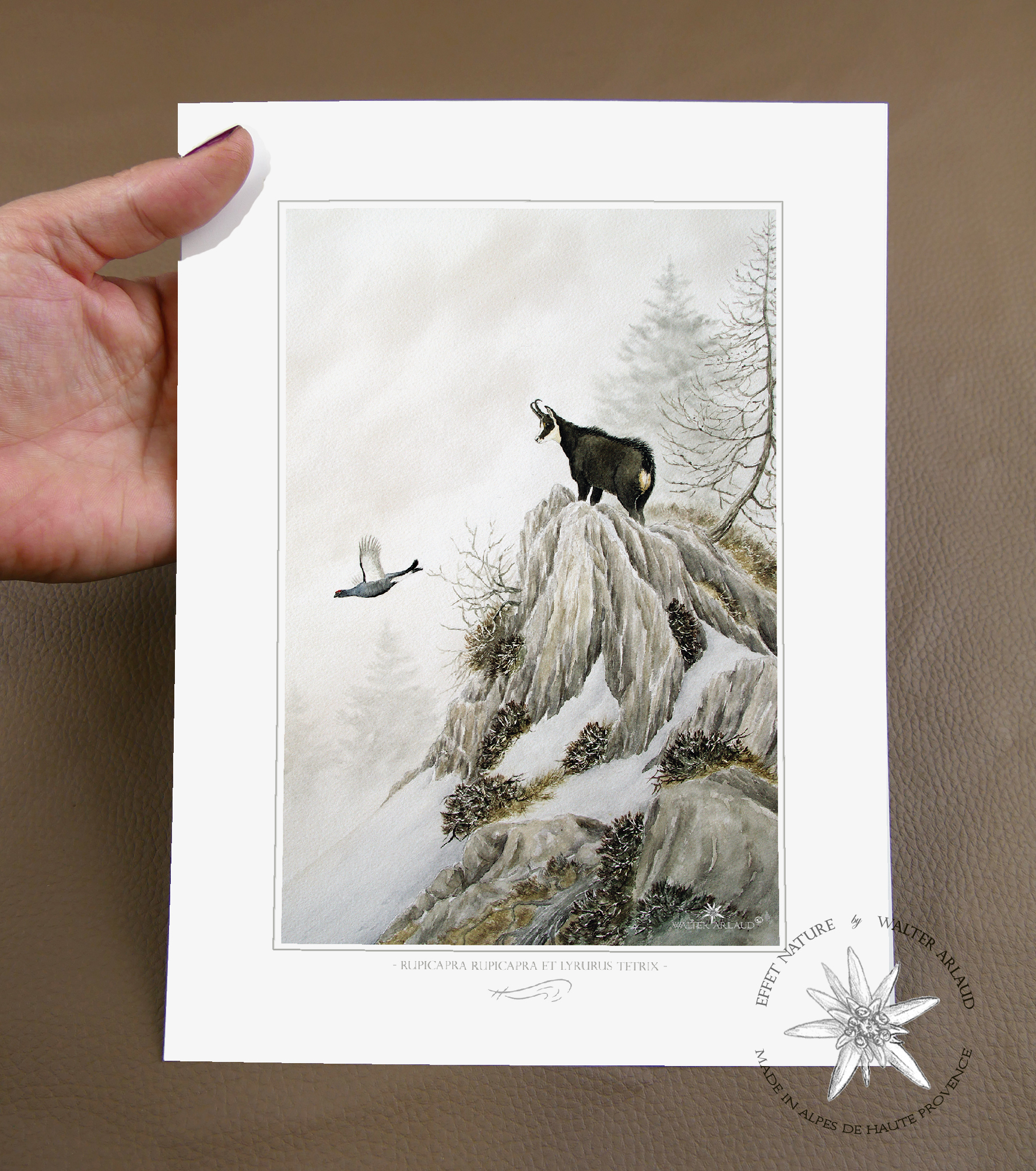 Chamois et Tétras lyre