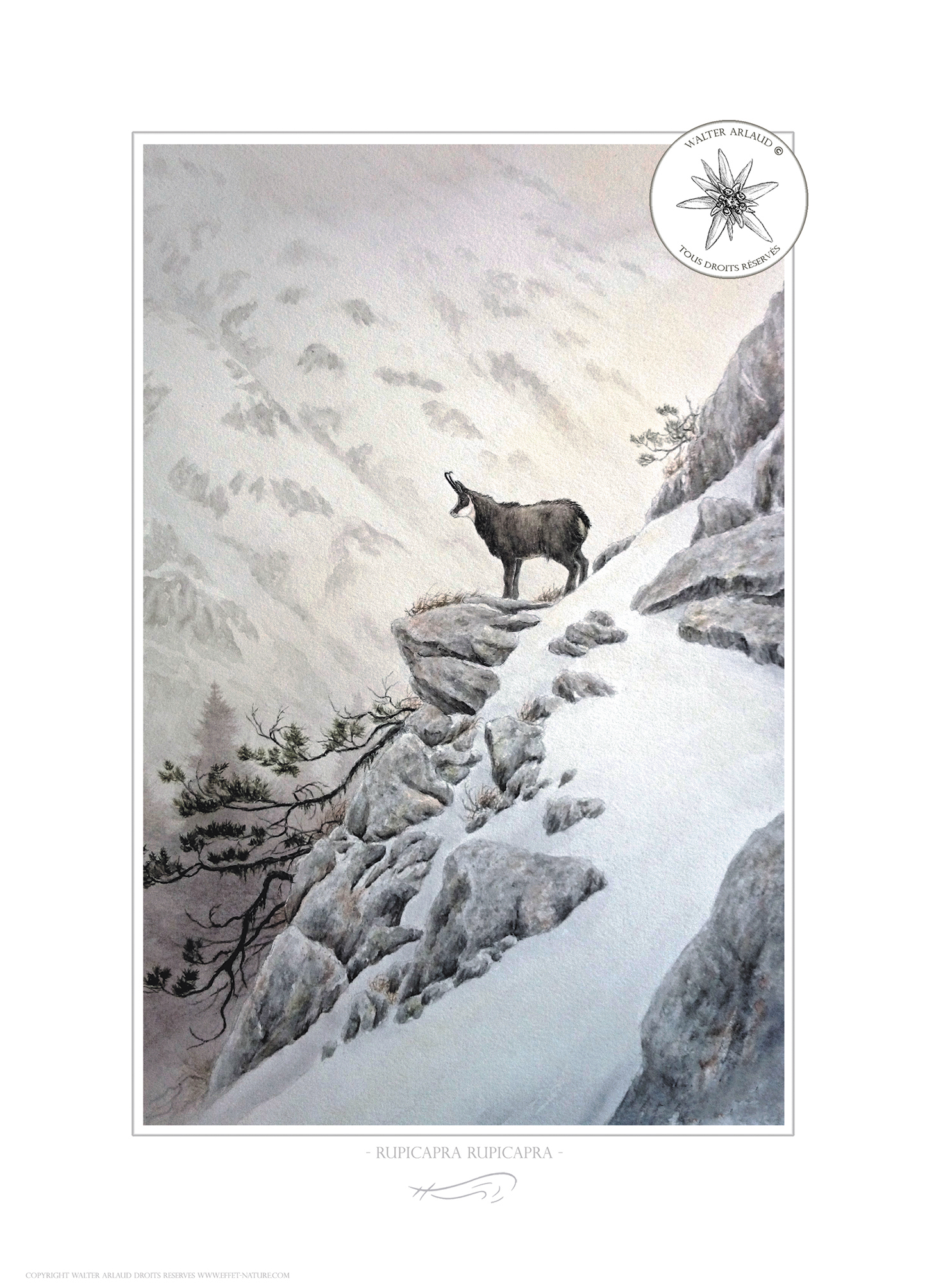 Chamois sentinelle