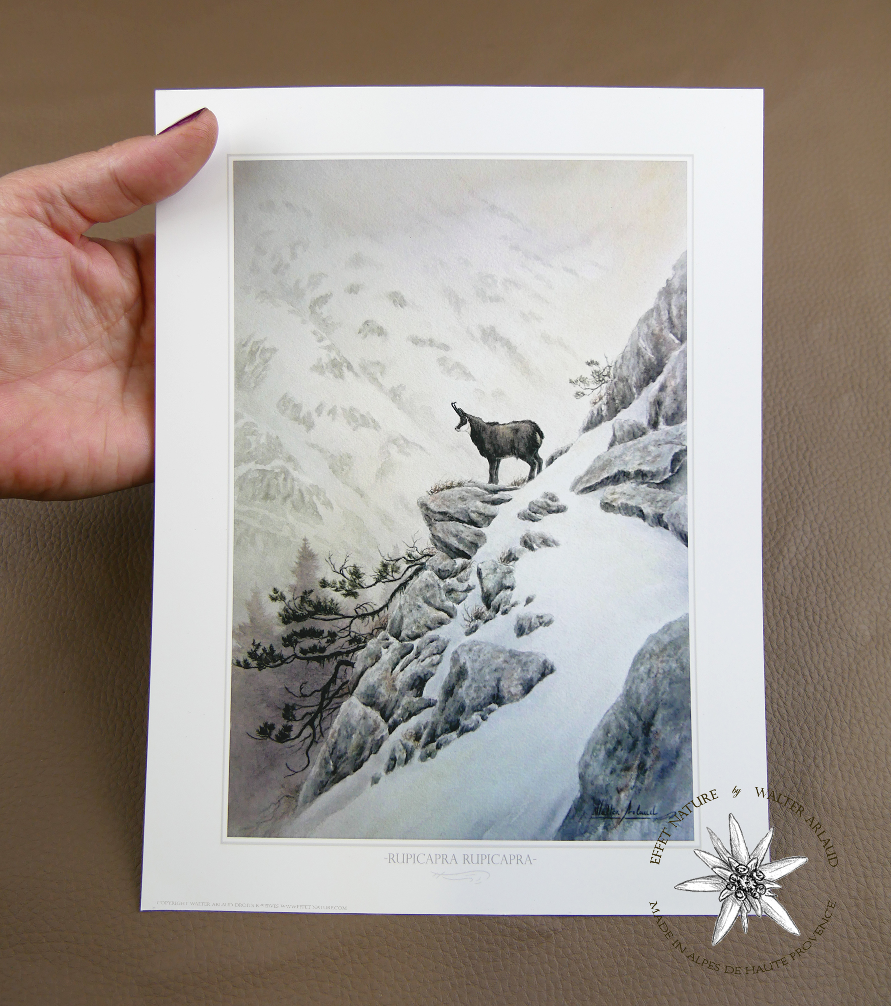 Chamois sentinelle