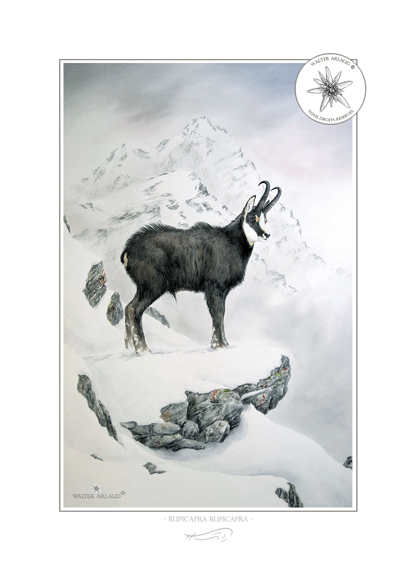 Chamois dans la neige