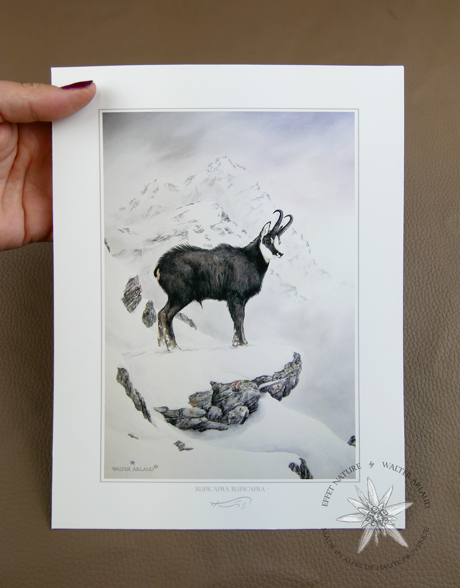 Chamois dans la neige