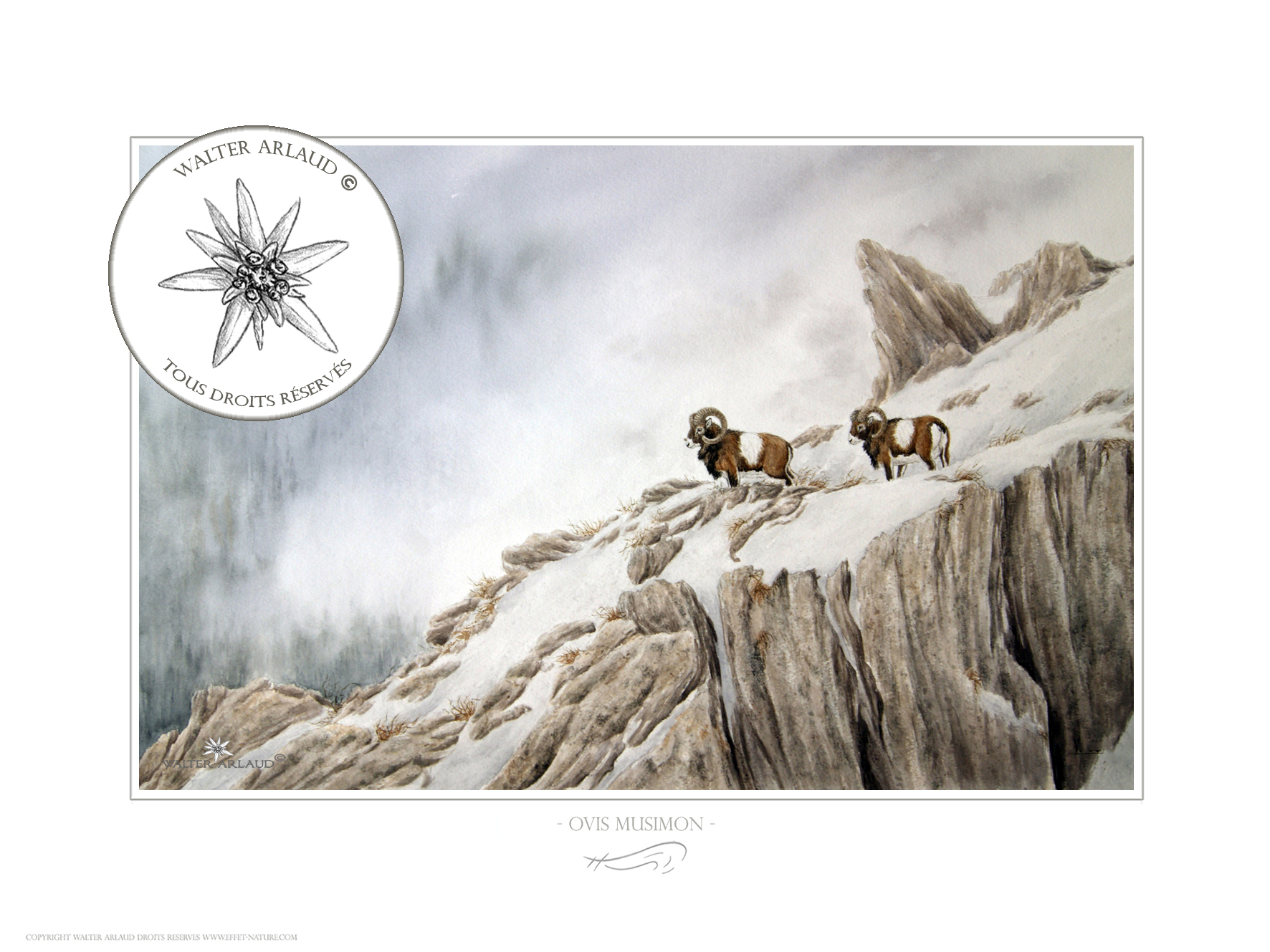 Mouflons