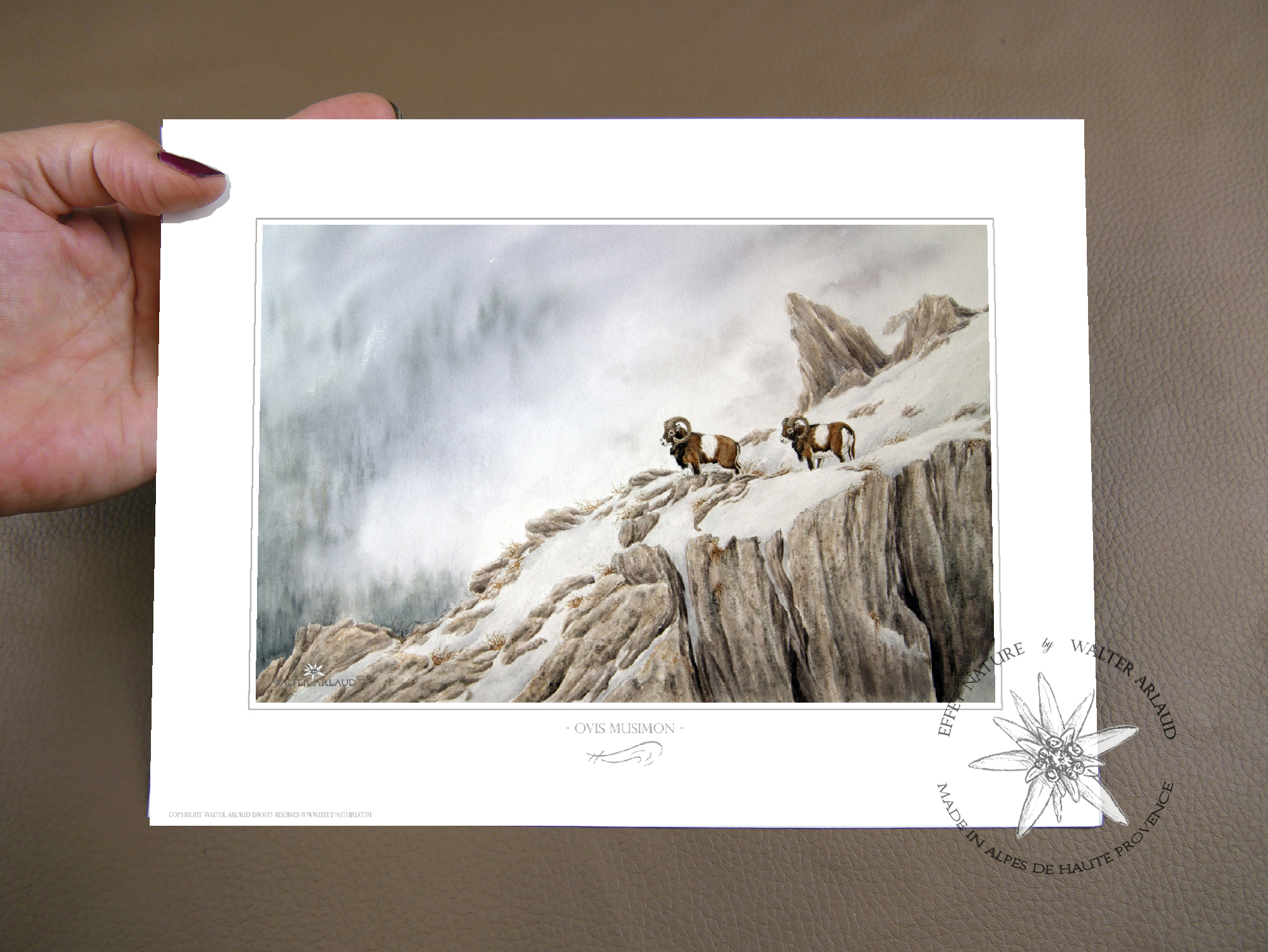 Mouflons