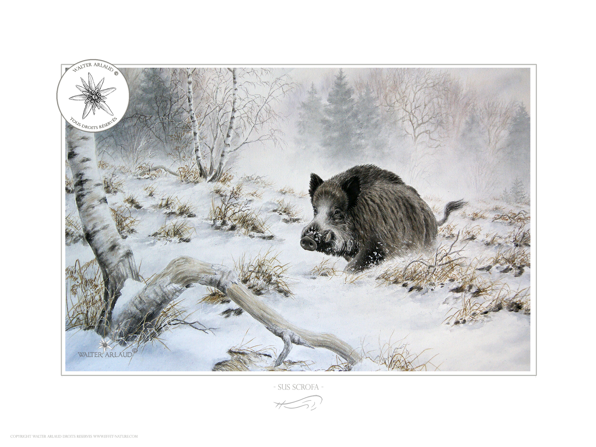 Sanglier dans la neige