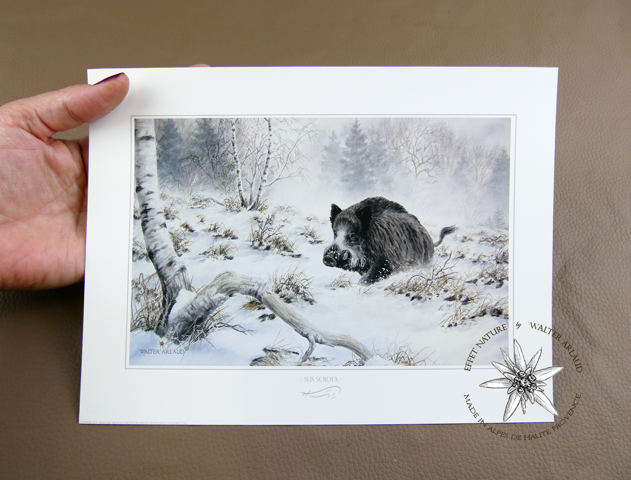 Sanglier dans la neige