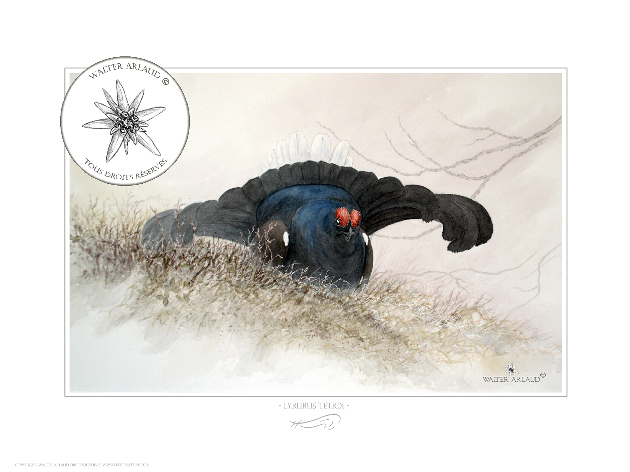 Tétras lyre