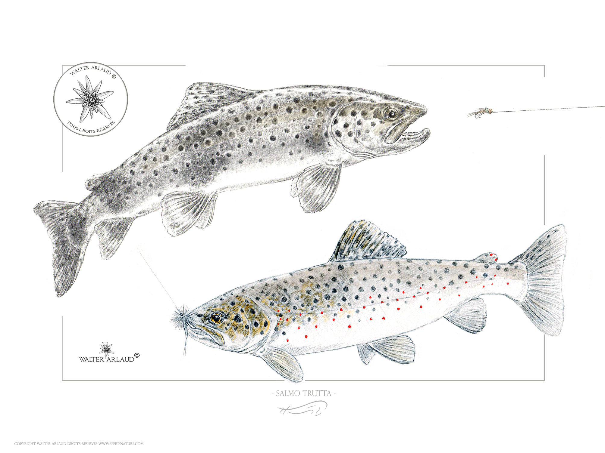 Truites fario / Salmo Trutta