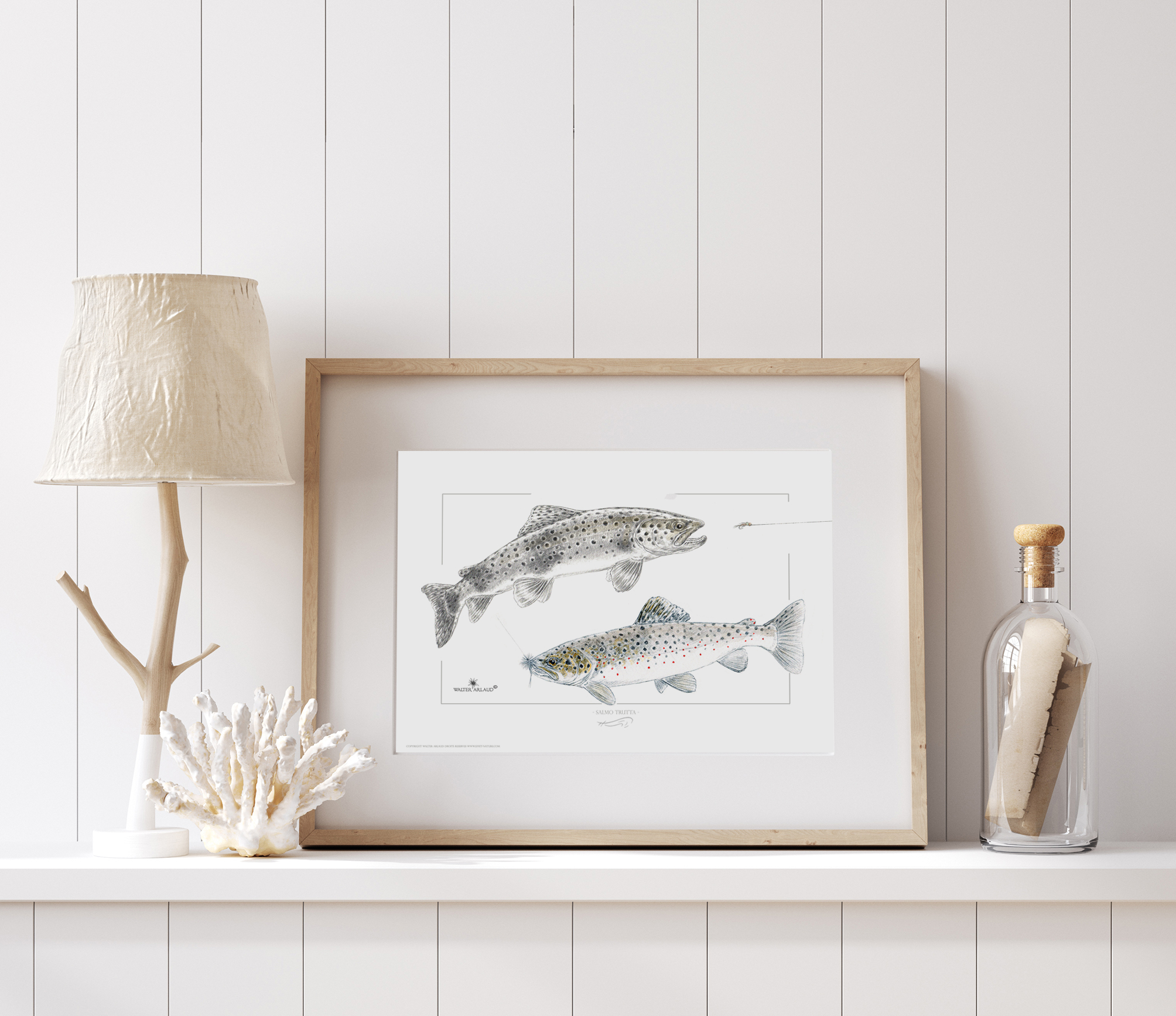 Truites fario / Salmo Trutta