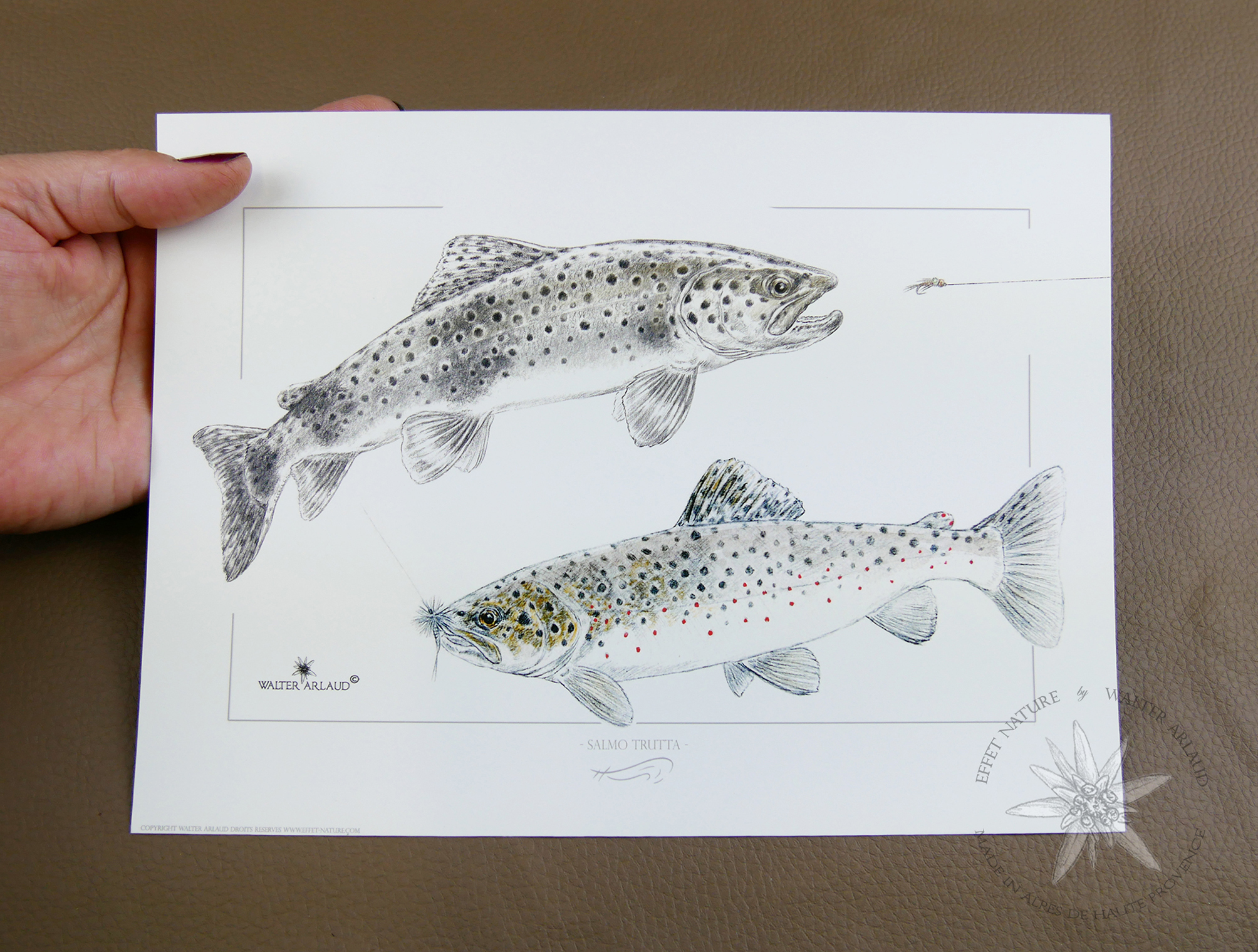 Truites fario / Salmo Trutta