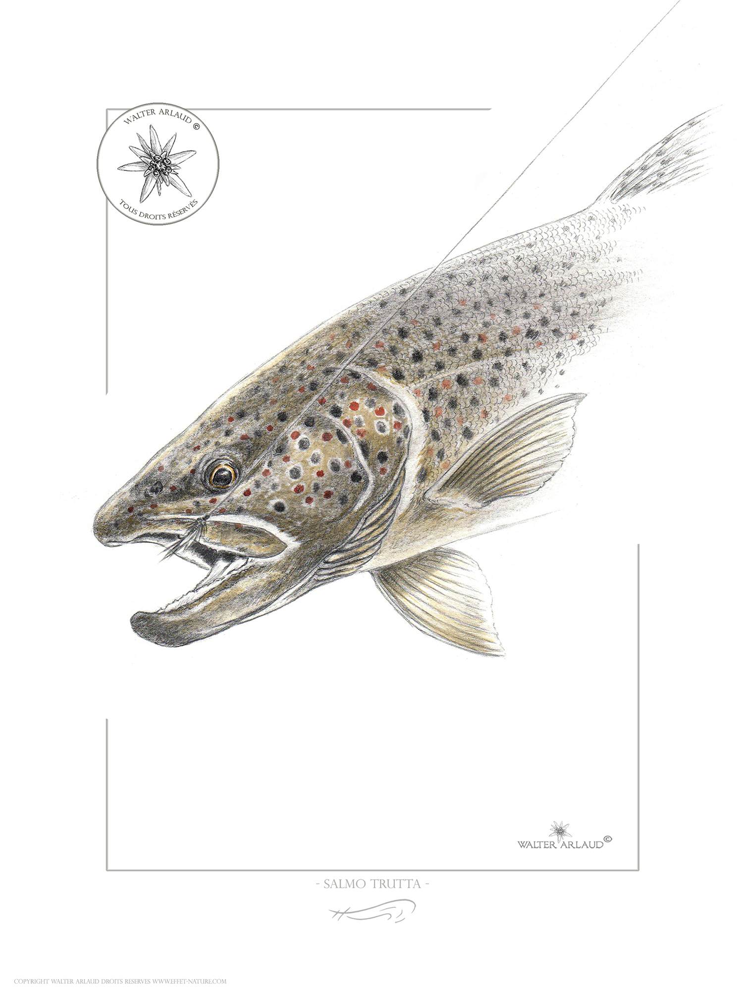 Portrait de Truite fario / Salmo Trutta