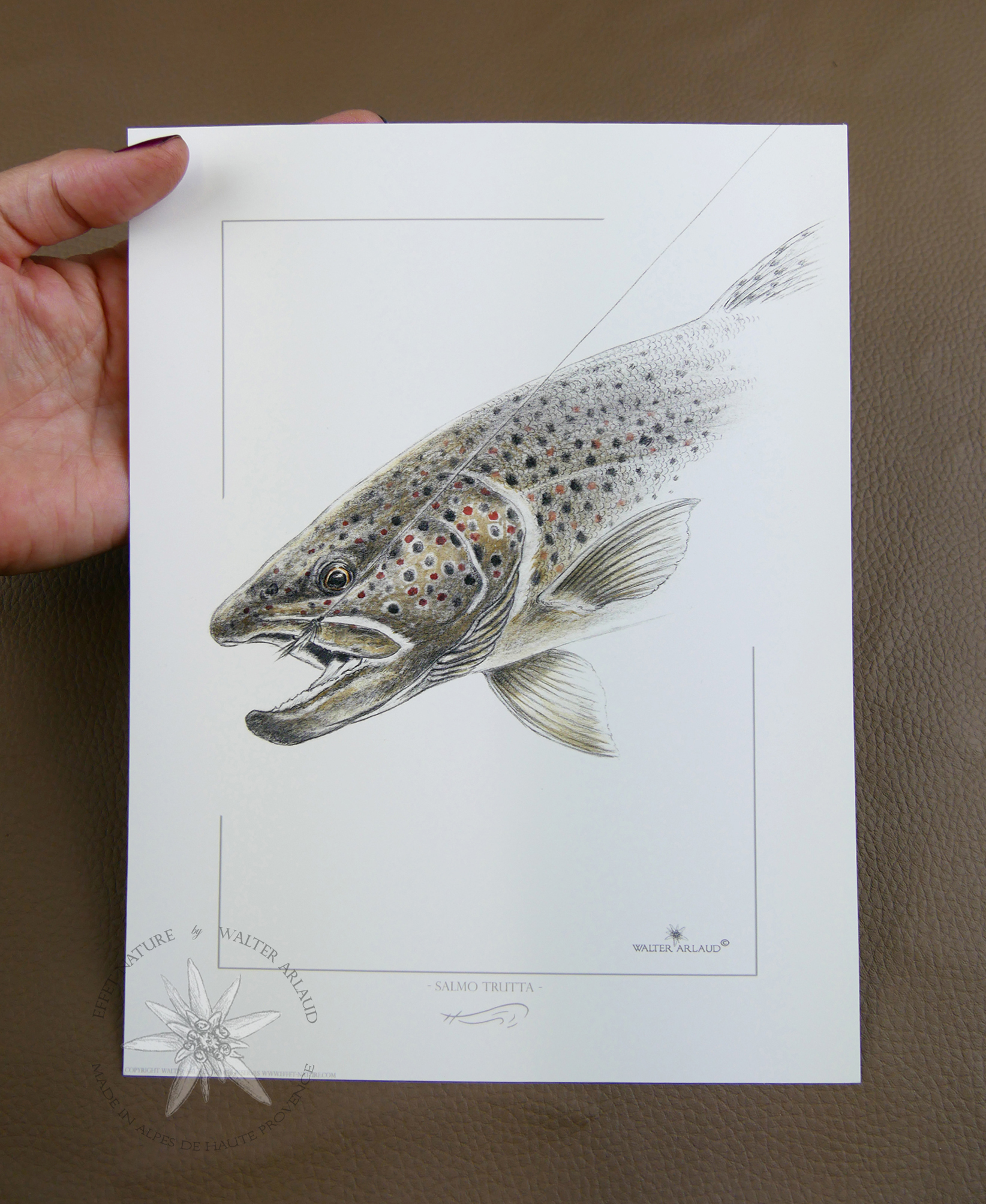 Portrait de Truite fario / Salmo Trutta