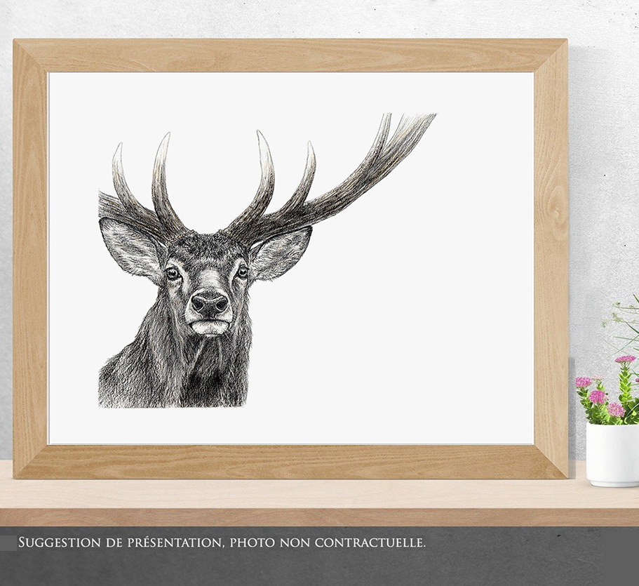 Regard sauvage "portrait de cerf"