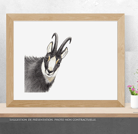 Regard sauvage "Portrait de chamois"
