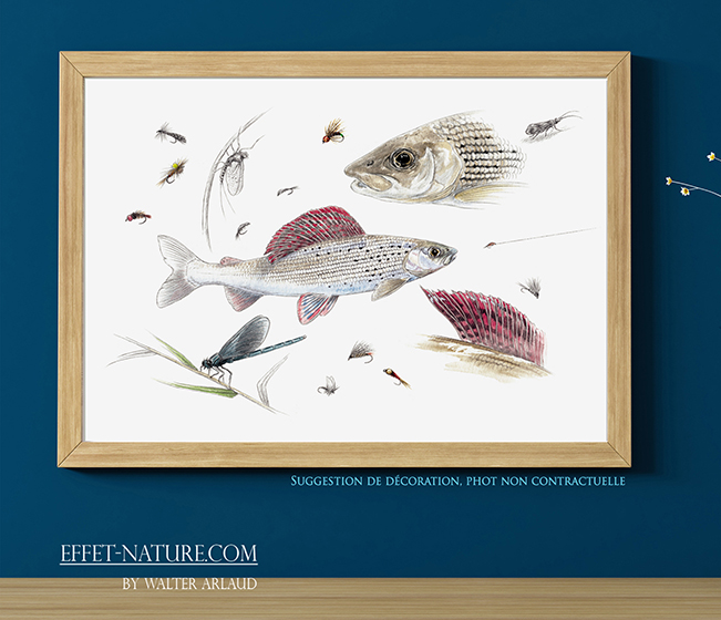 Fly fishing "Ombre commun"