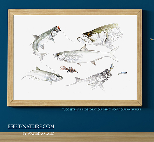 Fly fishing "Tarpon"