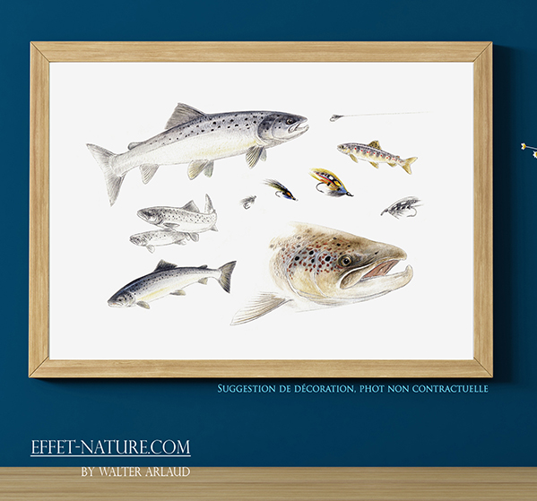 Fly fishing "Saumon"