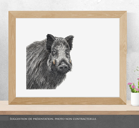 Regard sauvage "Portrait de sanglier"
