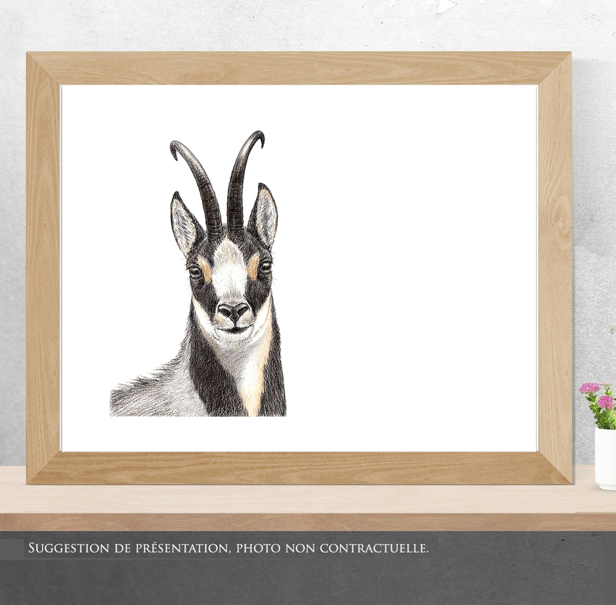 Regard sauvage "Portrait d'isard"
