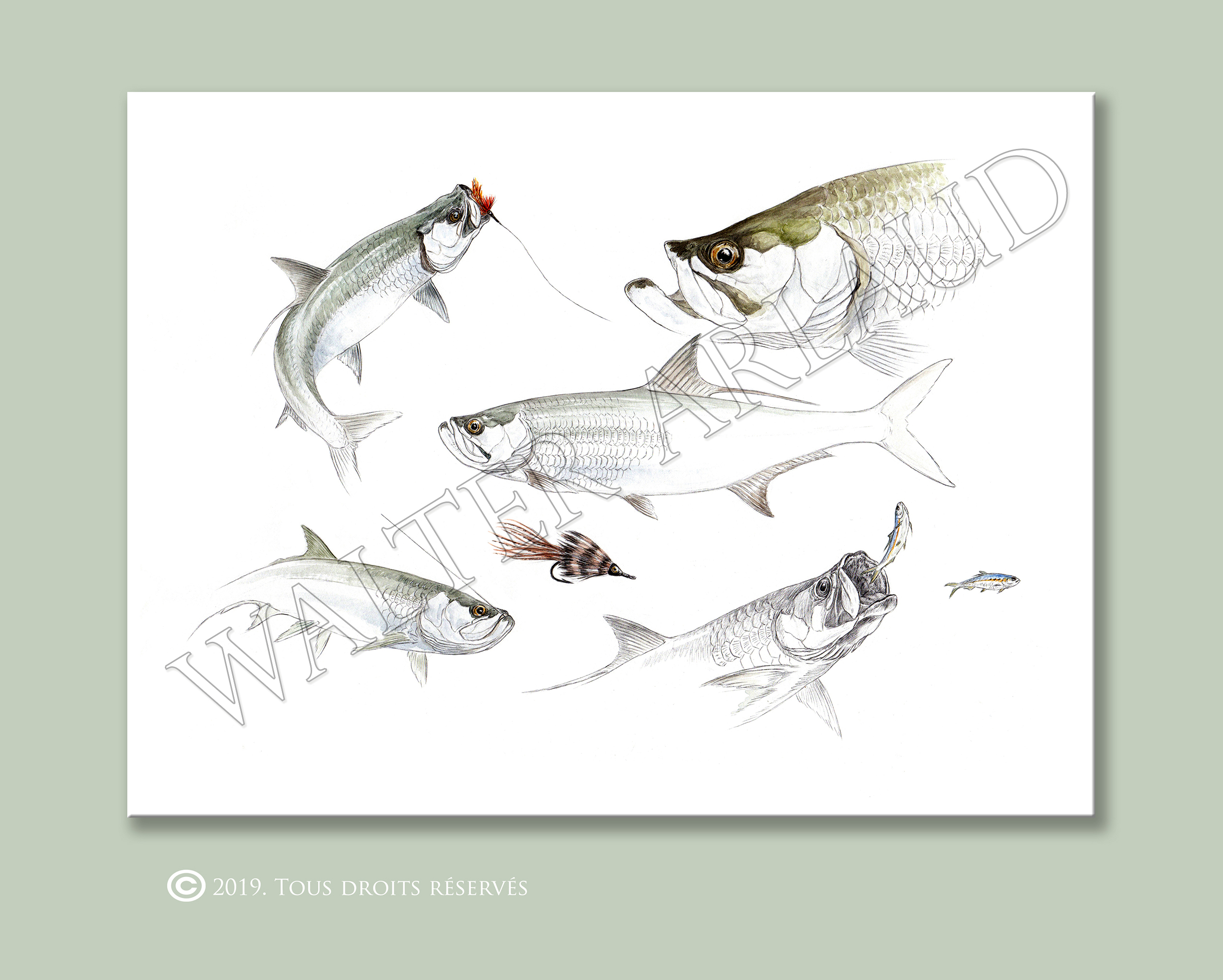 Fly fishing "Tarpon"