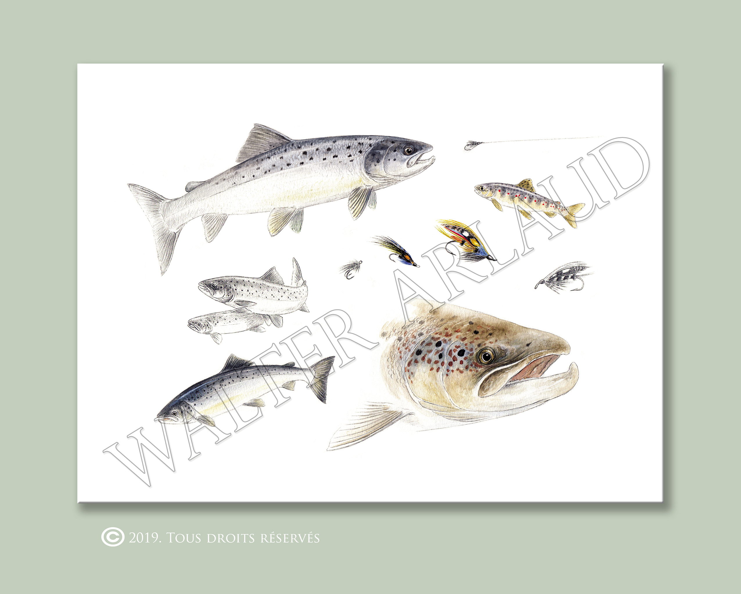 Fly fishing "Saumon"