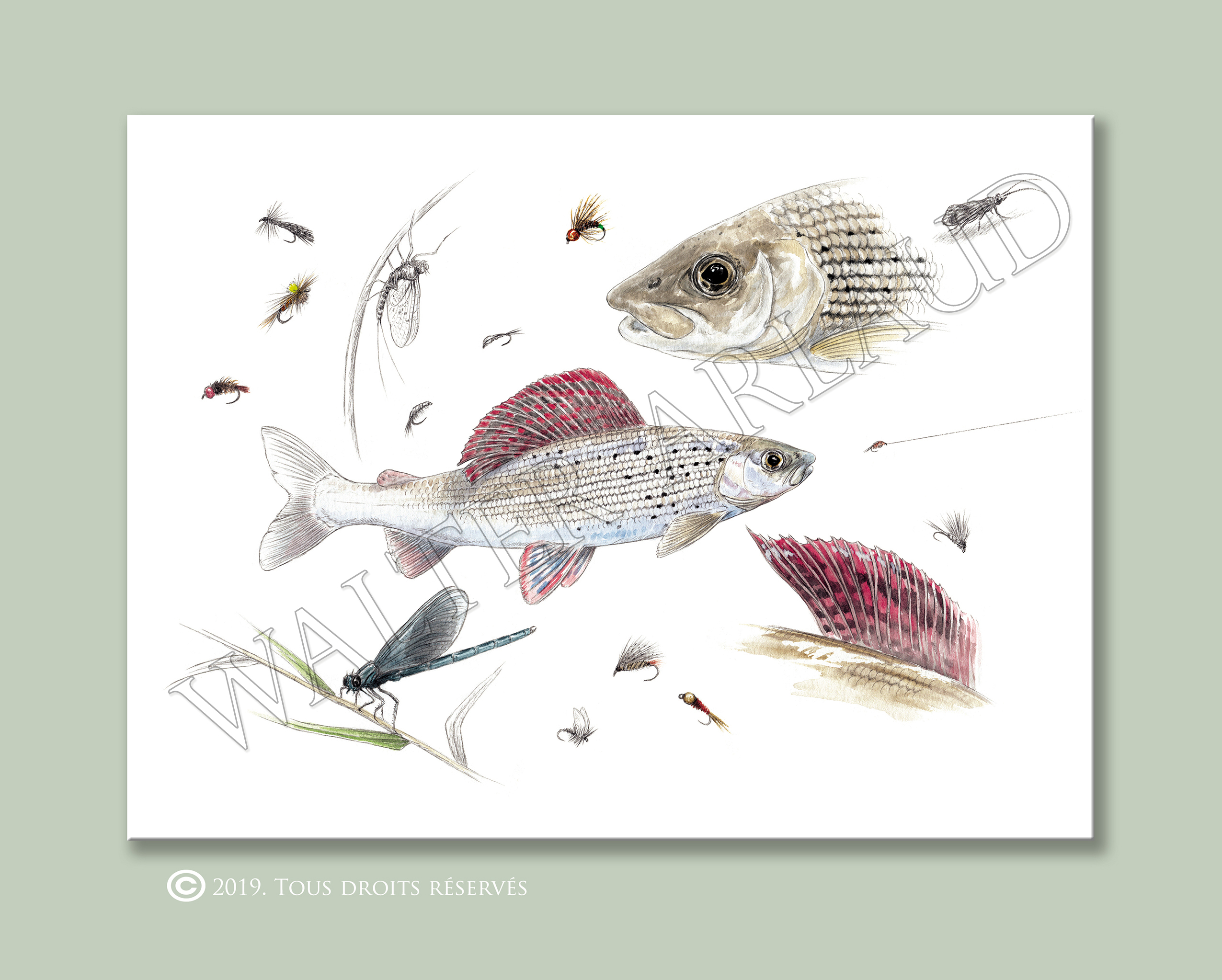 Fly fishing "Ombre commun"