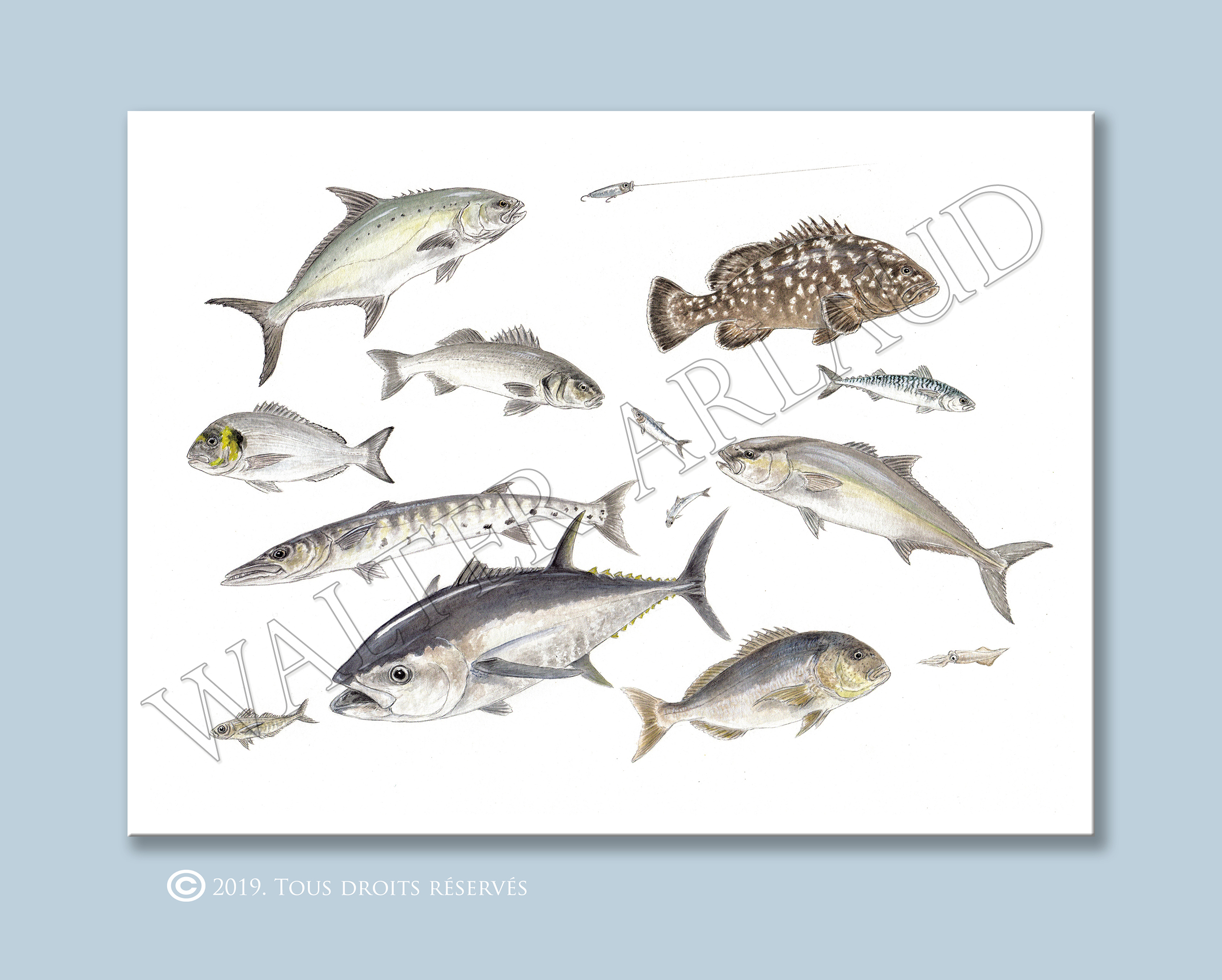 Carnassiers des mers