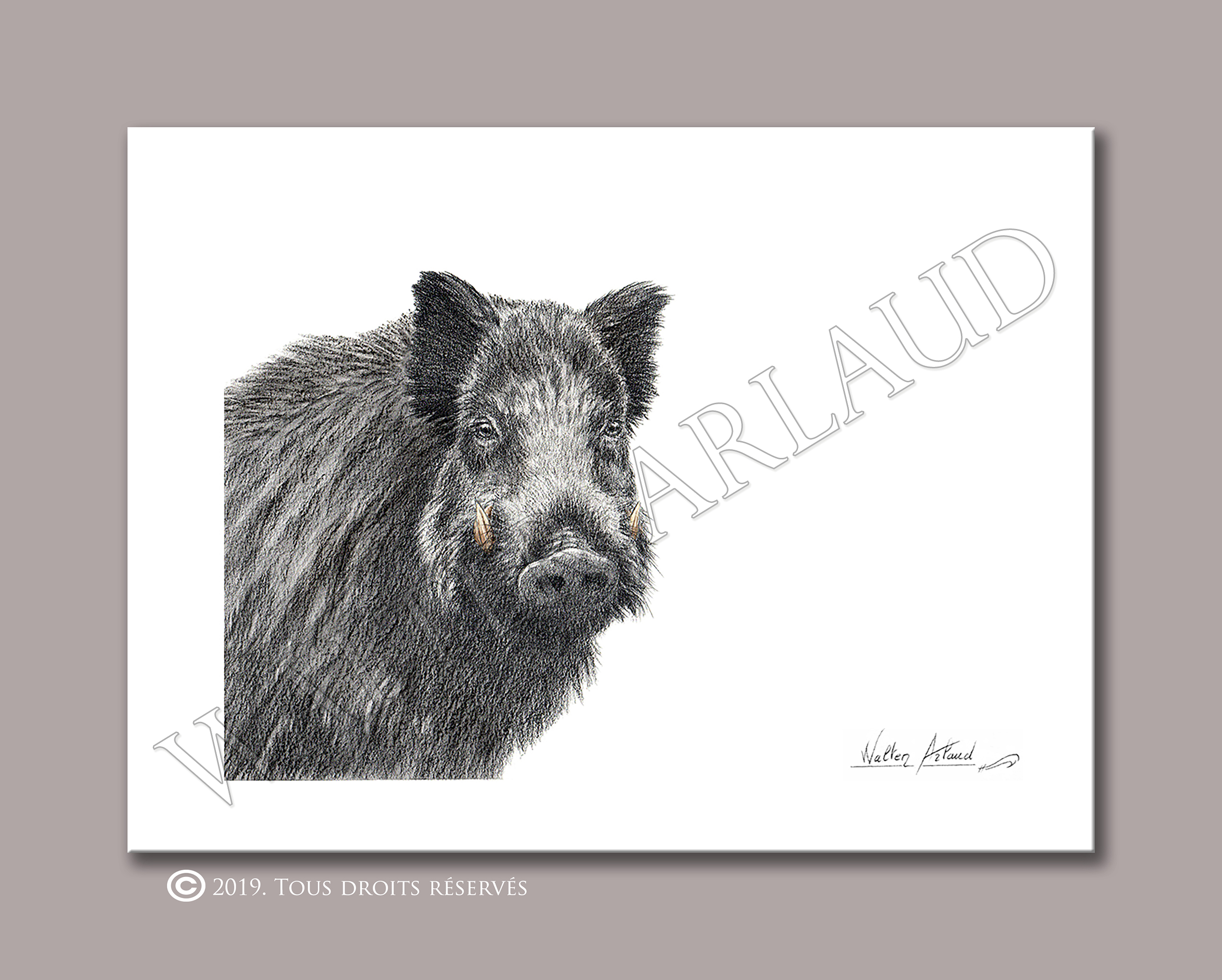 Regard sauvage "Portrait de sanglier"