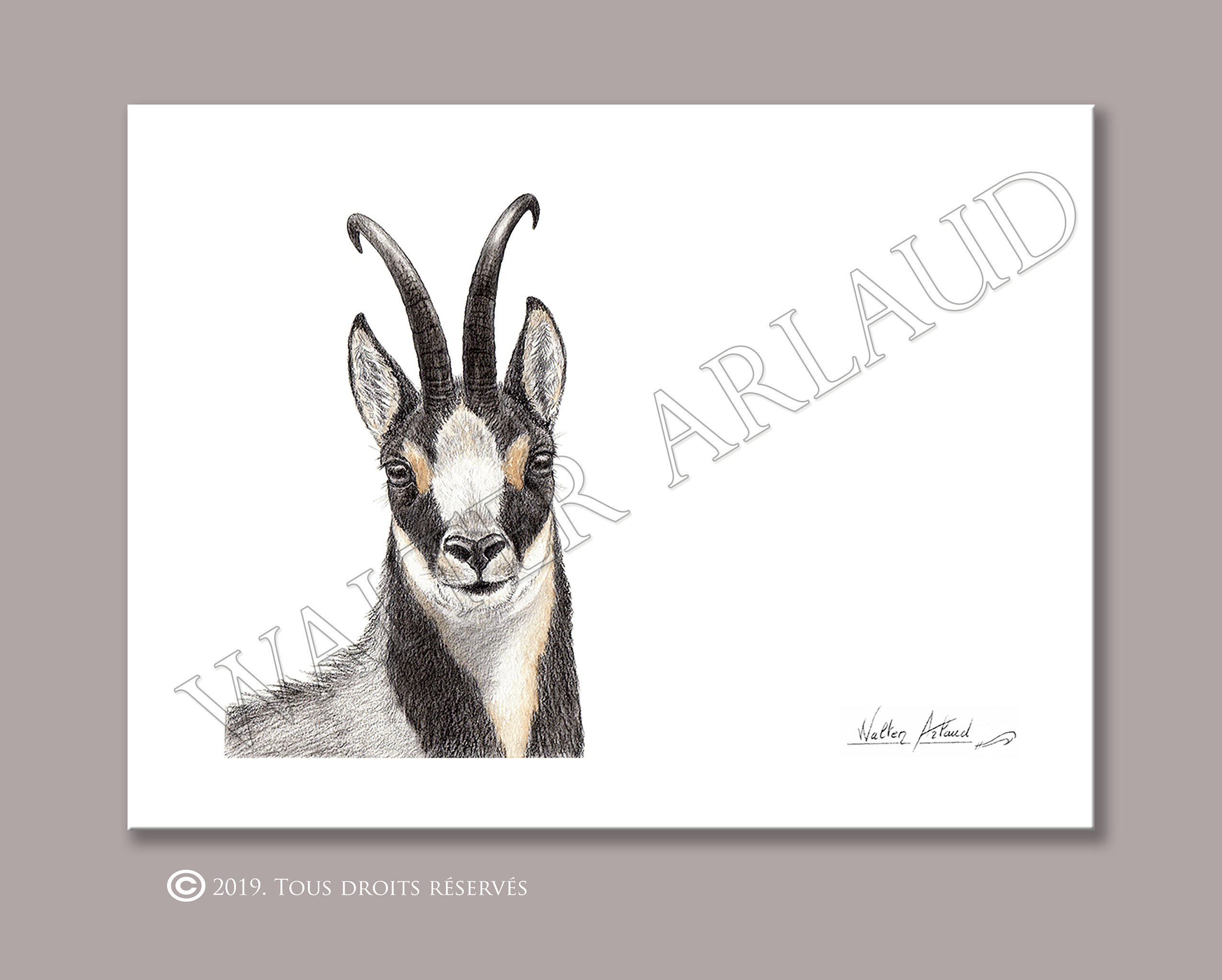 Regard sauvage "Portrait d'isard"