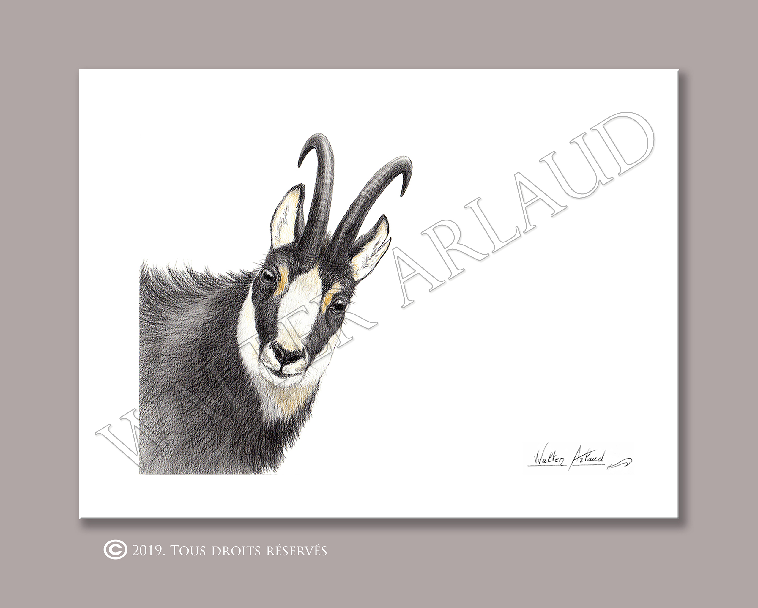 Regard sauvage "Portrait de chamois"