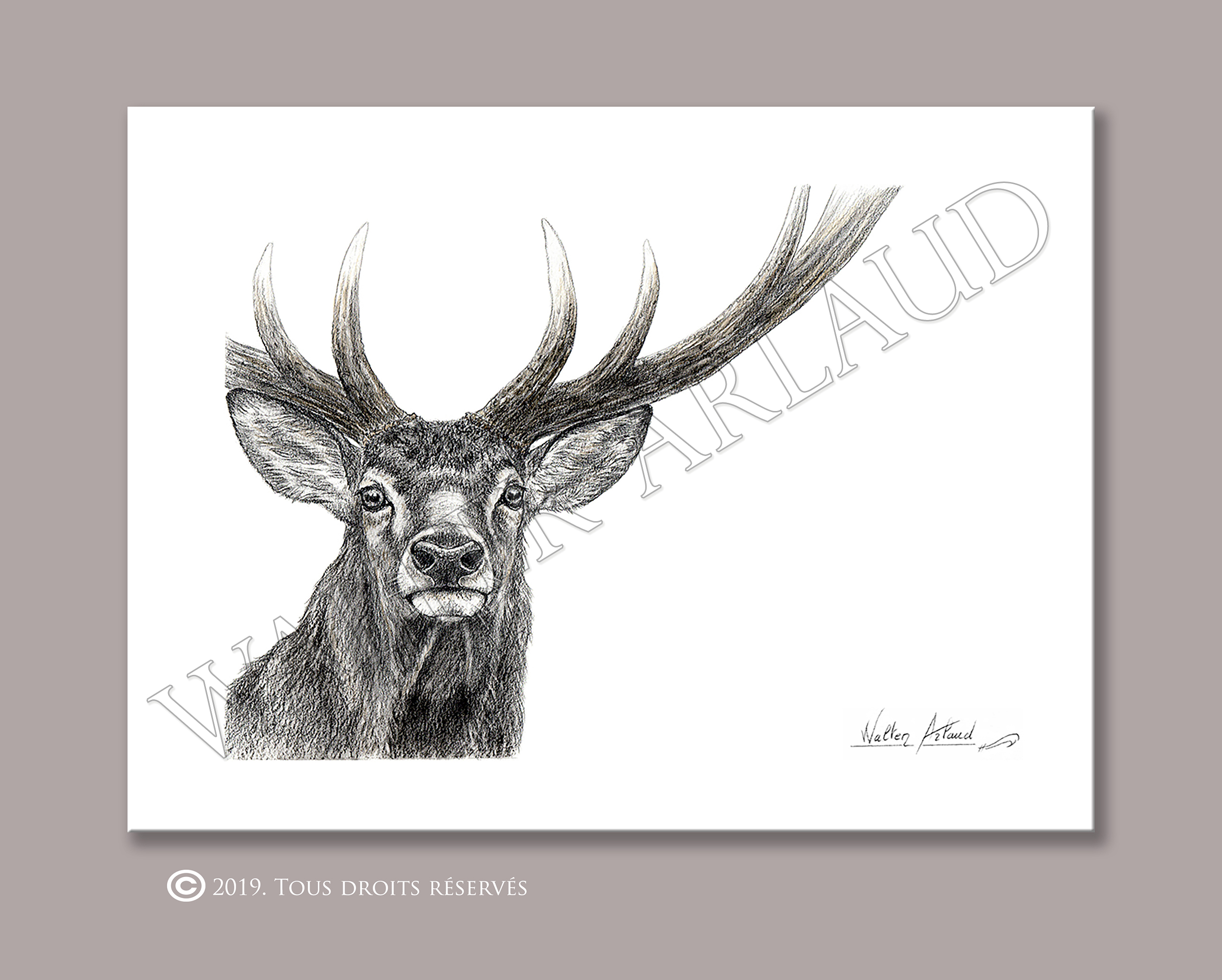 Regard sauvage "portrait de cerf"