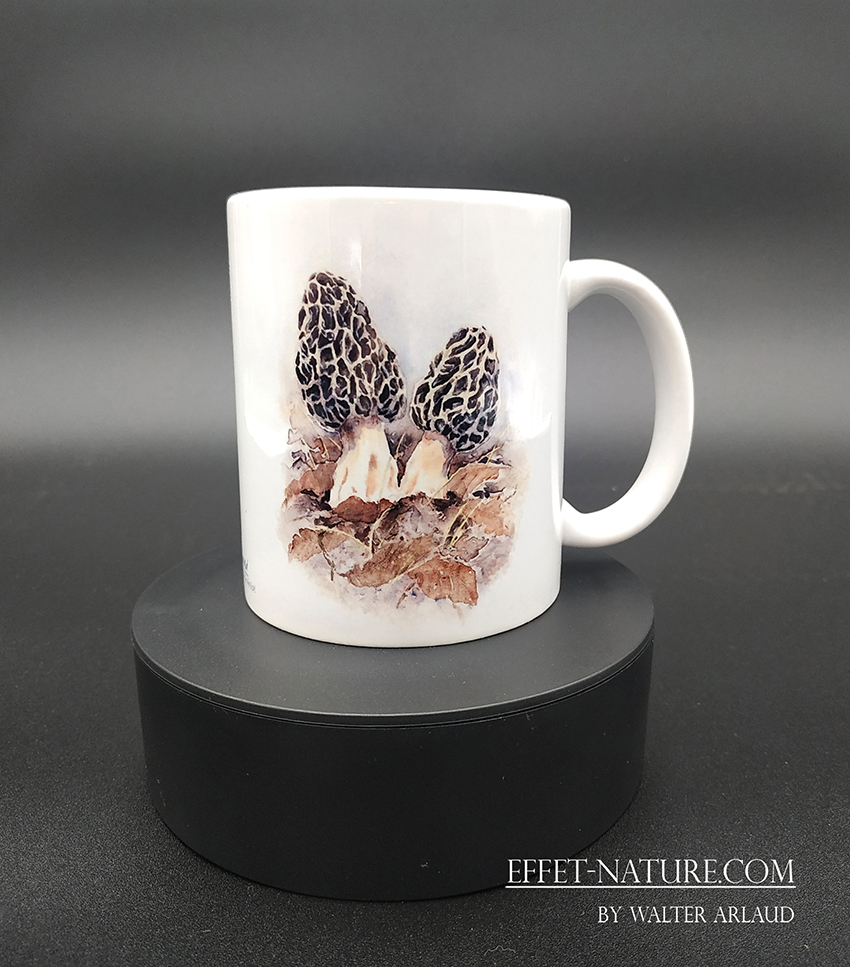 Collection Champêtre "Morilles"