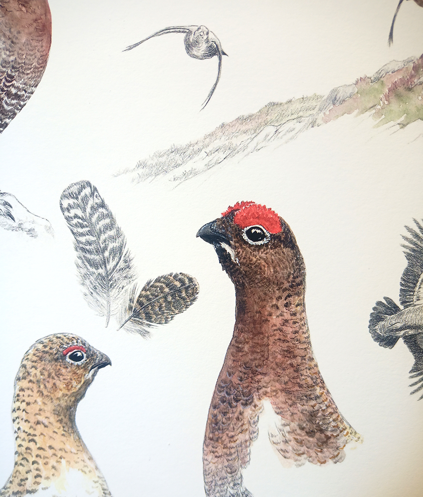 Etude Red Grouse / Edition limitée Fine Art 