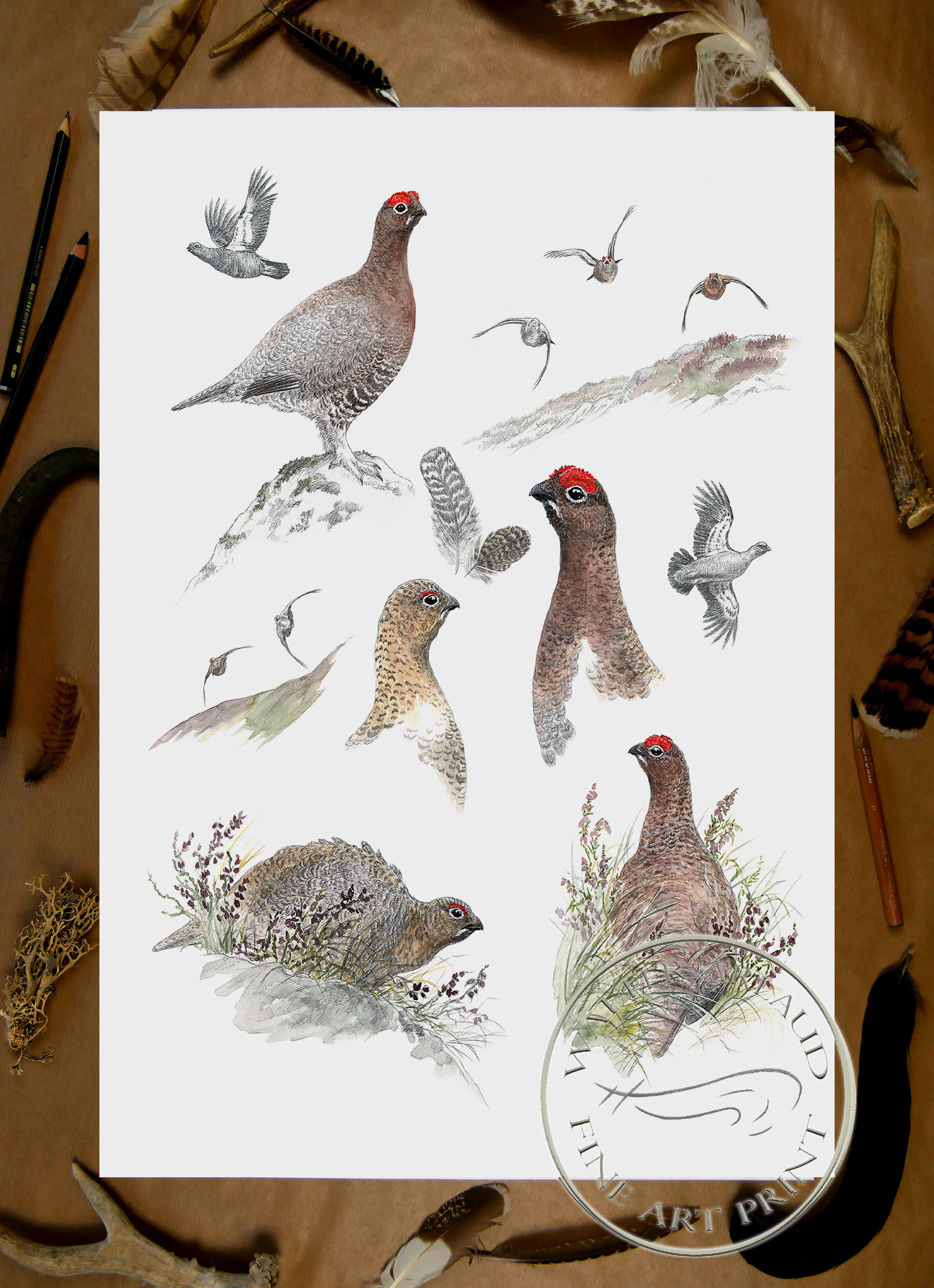 Etude Red Grouse / Edition limitée Fine Art 