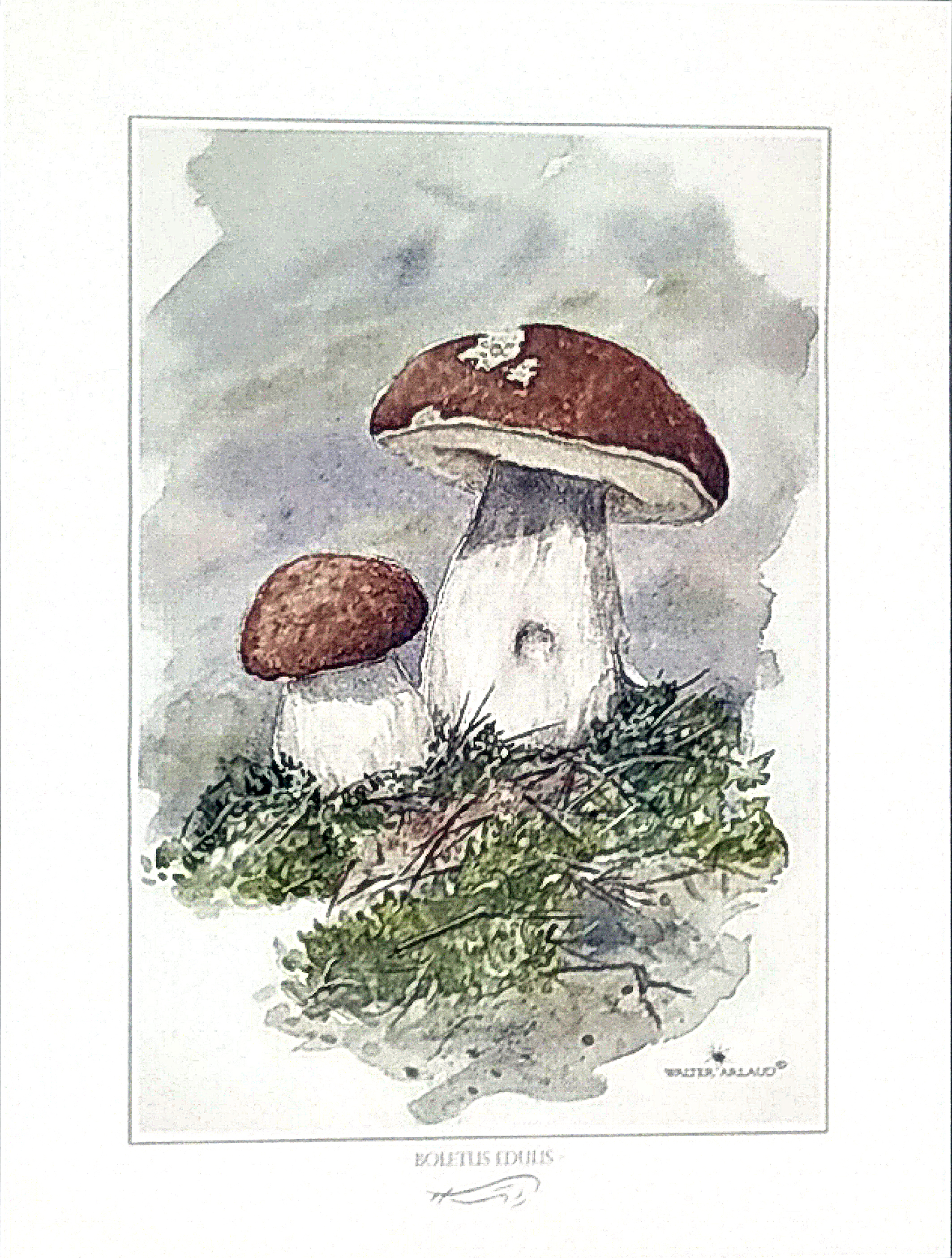 CEPES / BOLEDU EDULIS