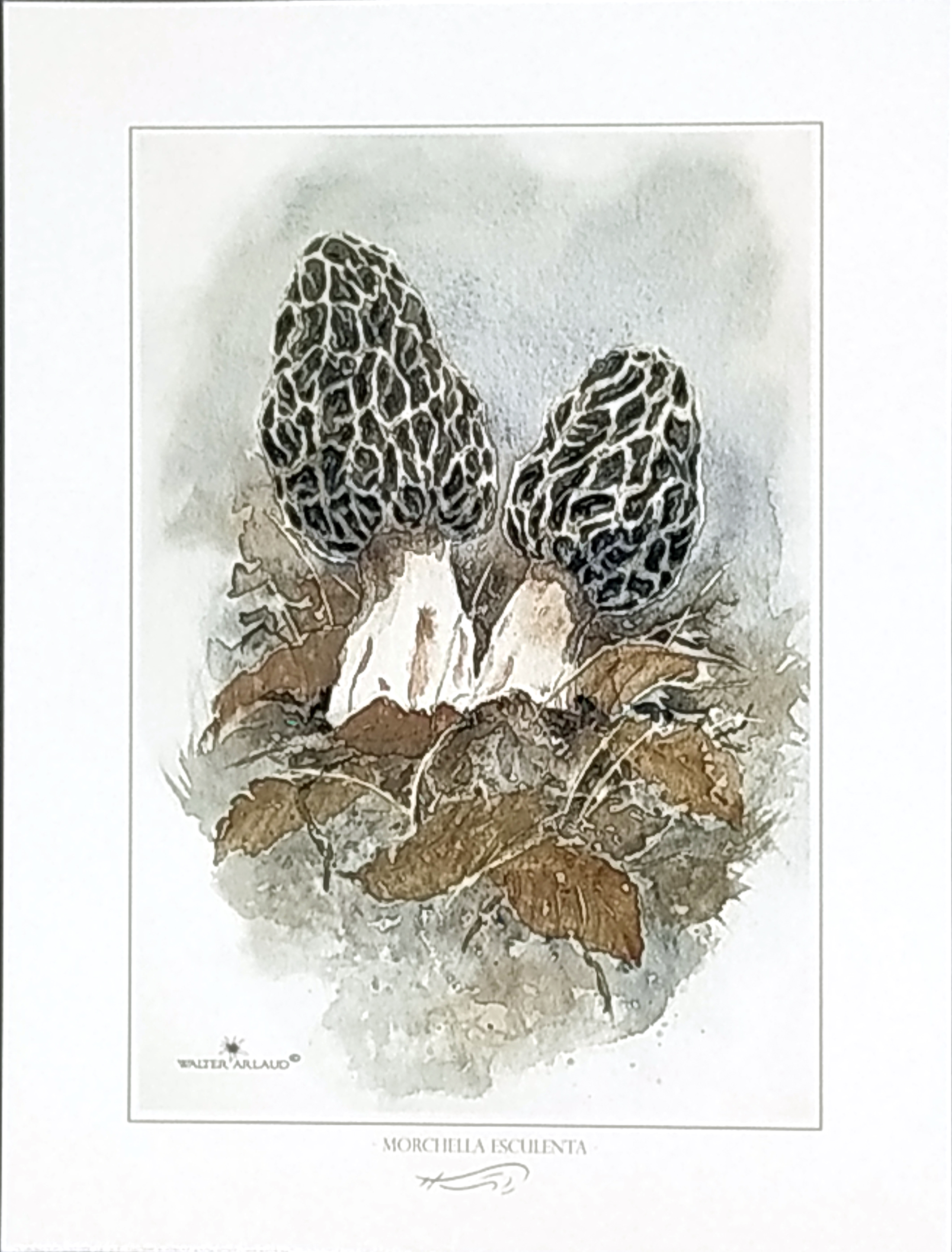 MORILLES / MORCHELLA ESCULENTA