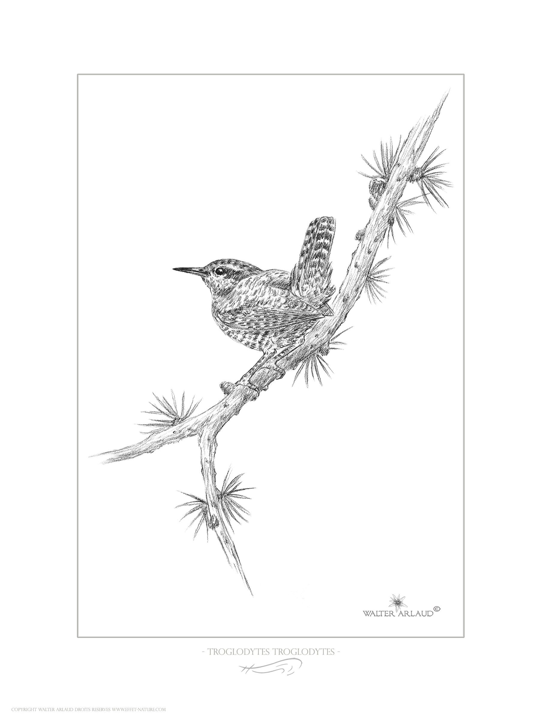 Troglodyte mignon / Troglodytes troglodytes