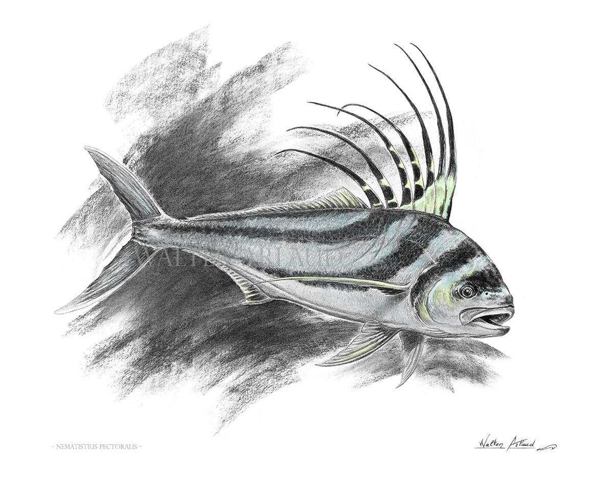  Edition limitée Fine Art "Poisson Coq" / Roosterfish / Pez Gallo / Nematistius pectoralis