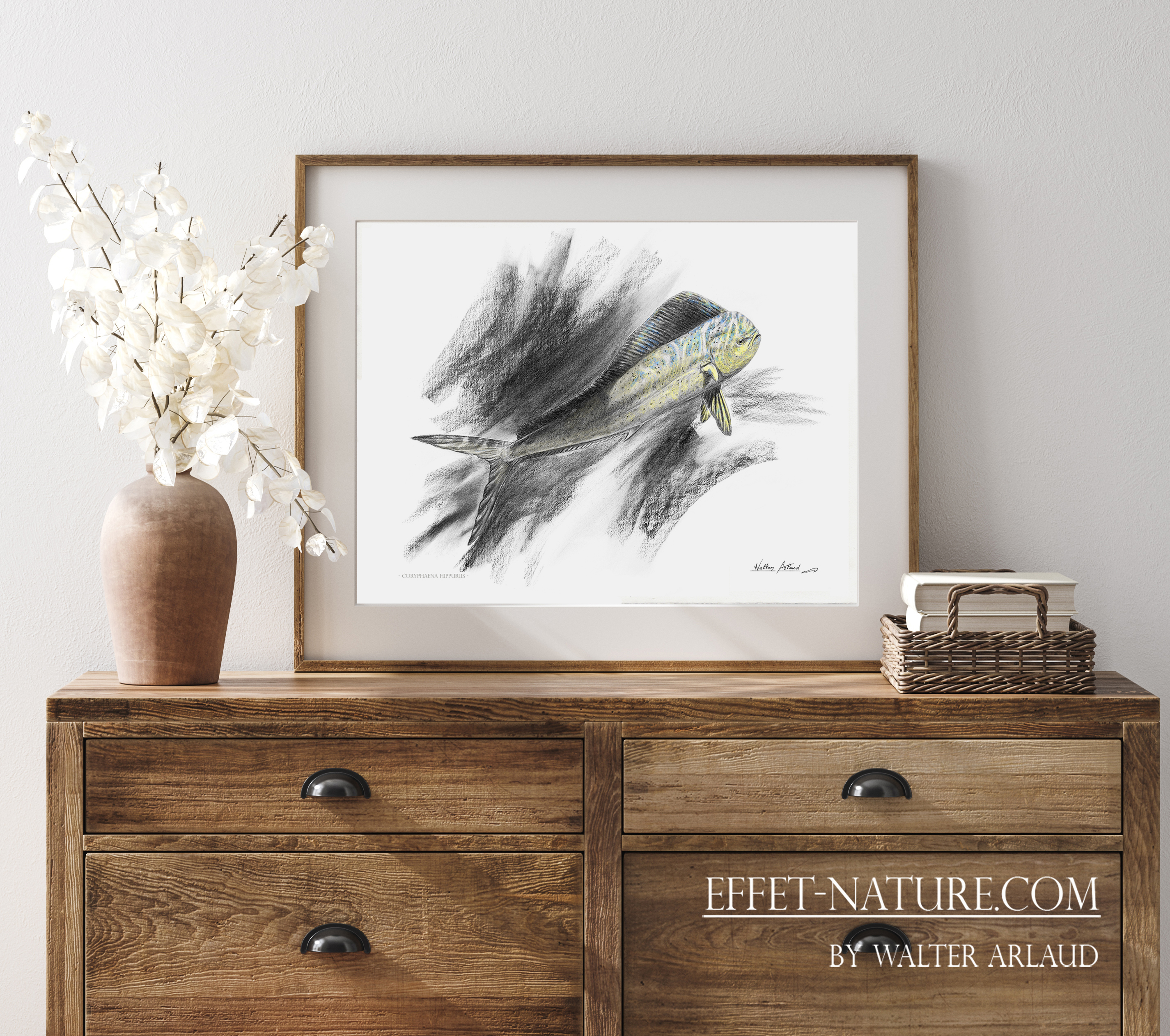Edition limitée Fine Art Dorade Coryphène / Dorado / Dolphinfish / Mahi Mahi / Coryphaena hippurus