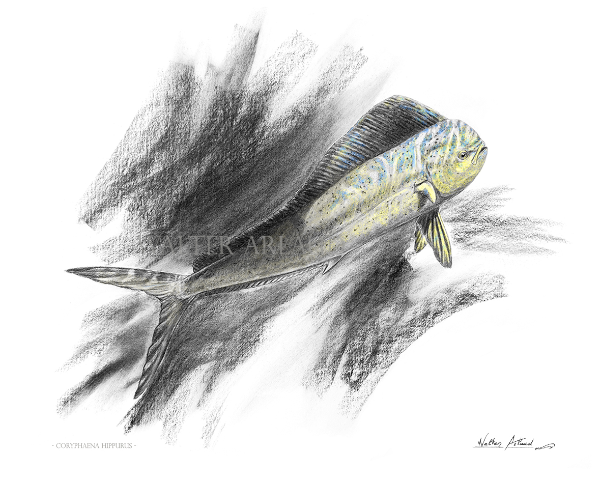  Edition limitée Fine Art Dorade Coryphène /  Dorado / Dolphinfish / Mahi Mahi / Coryphaena hippurus