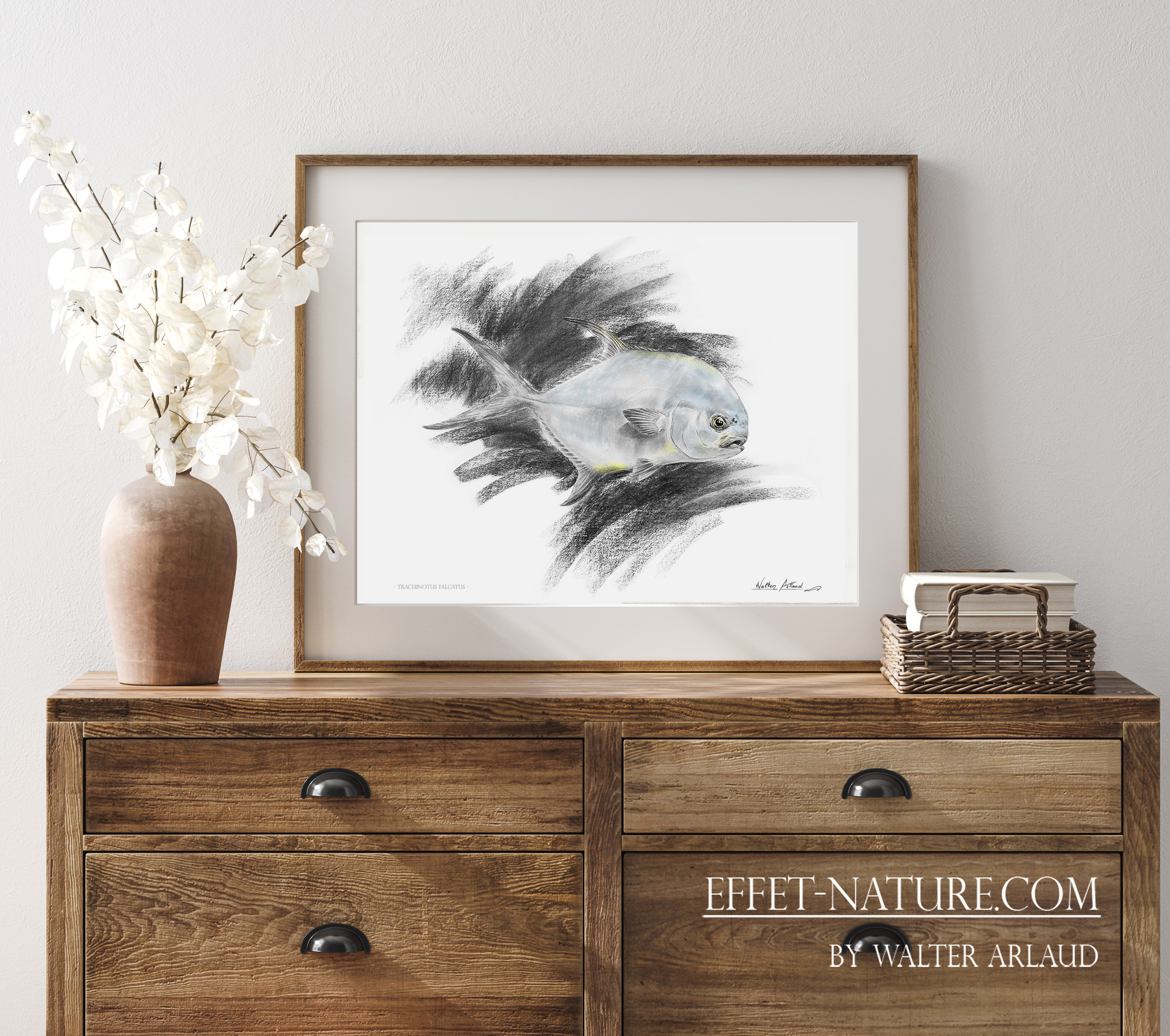 Edition limitée Fine Art "Permit Fish" /Pompaneau plume / Trachinotus falcatus