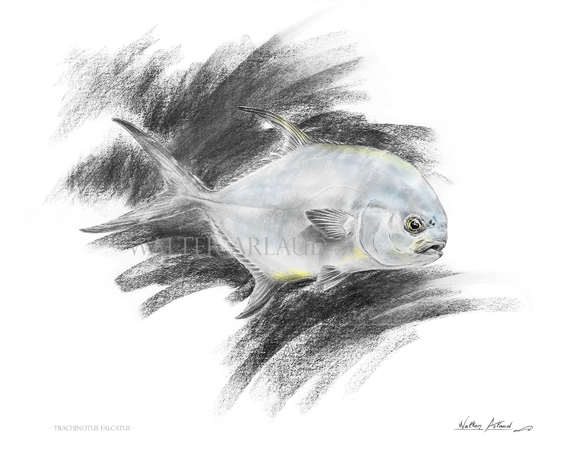  Edition limitée Fine Art "Permit Fish" /Pompaneau plume /  Trachinotus falcatus