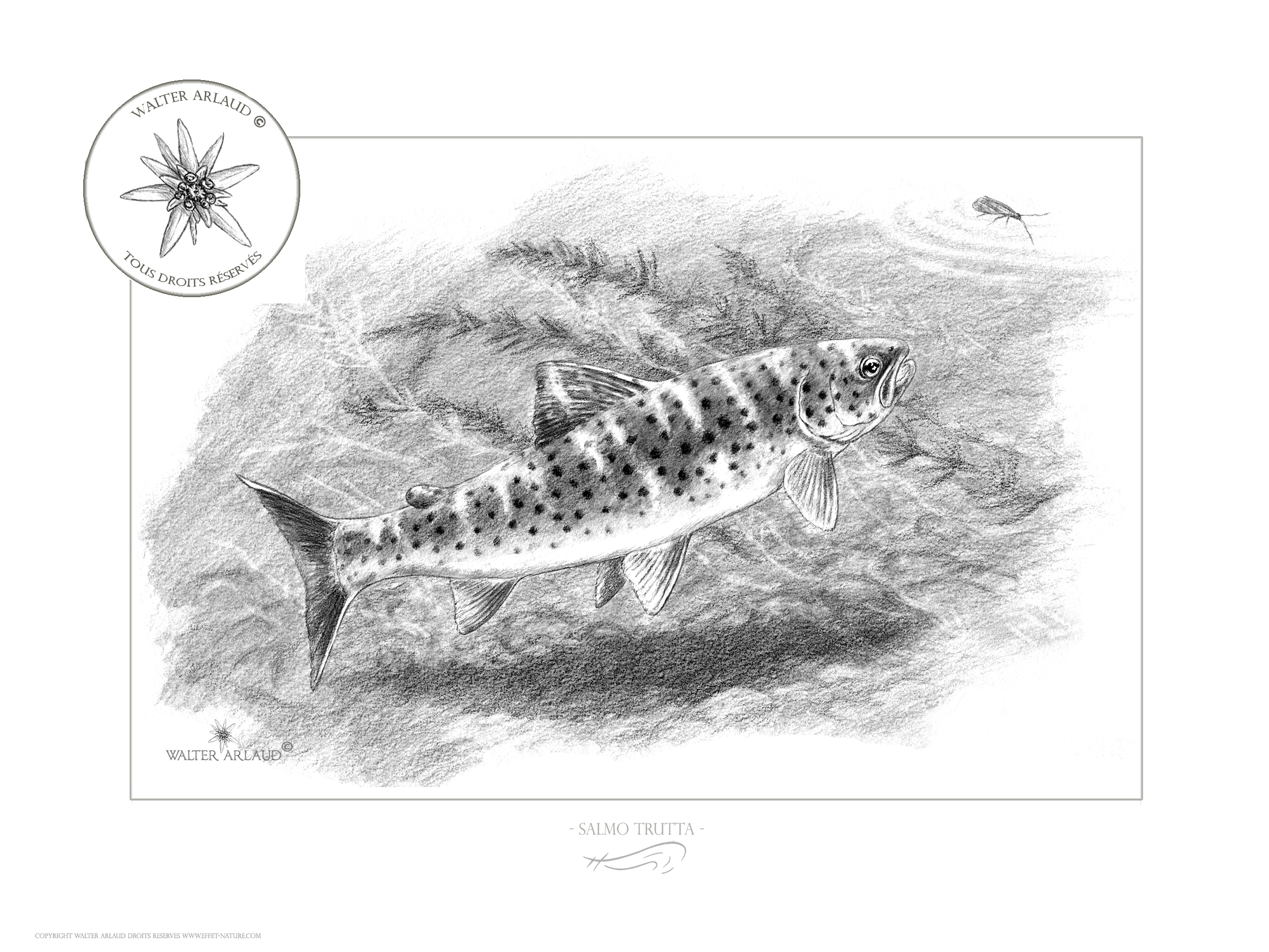 Edition Truite chassant / Salmo trutta