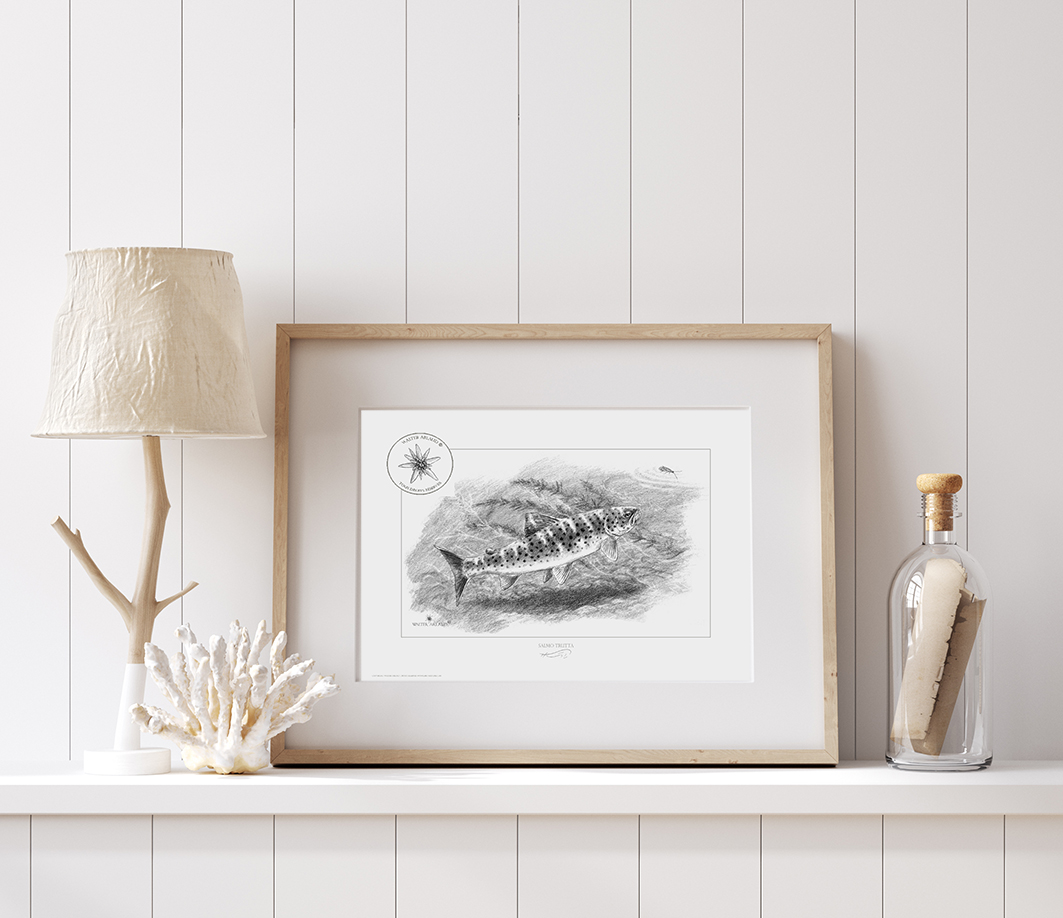 Edition Truite chassant / Salmo trutta