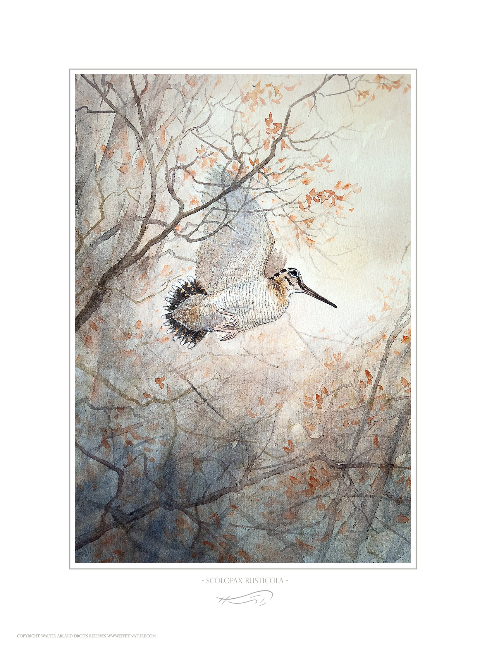 Envol de Bécasse au couchant / Scolopax rusticola