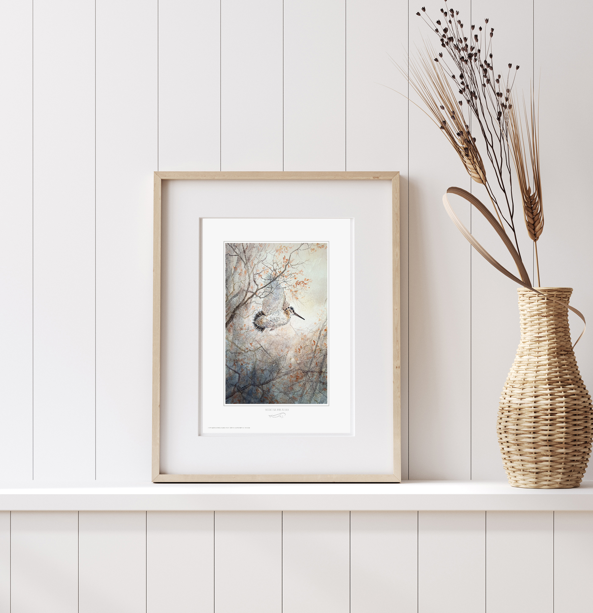 Envol de Bécasse au couchant / Scolopax rusticola