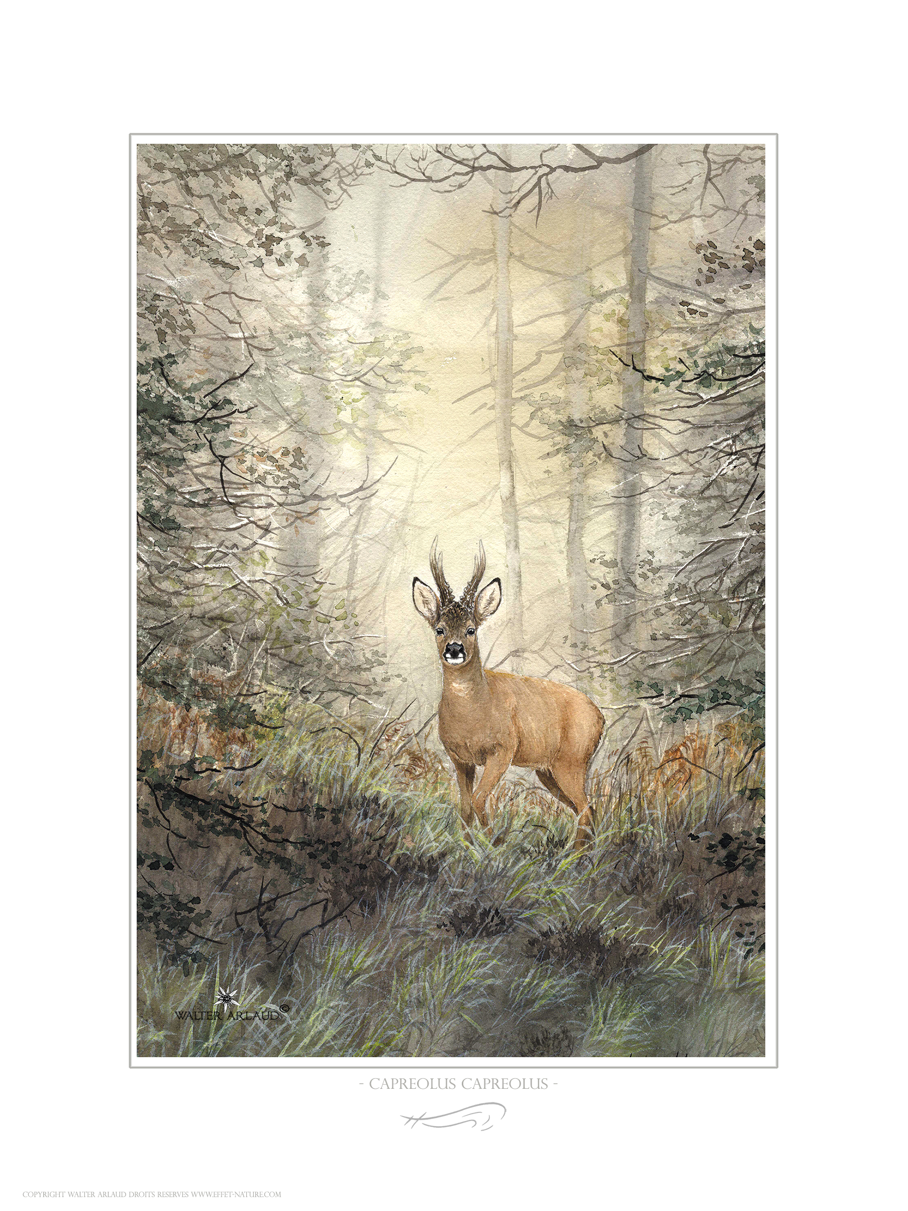 Chevreuil au couchant / Capreolus capreolus